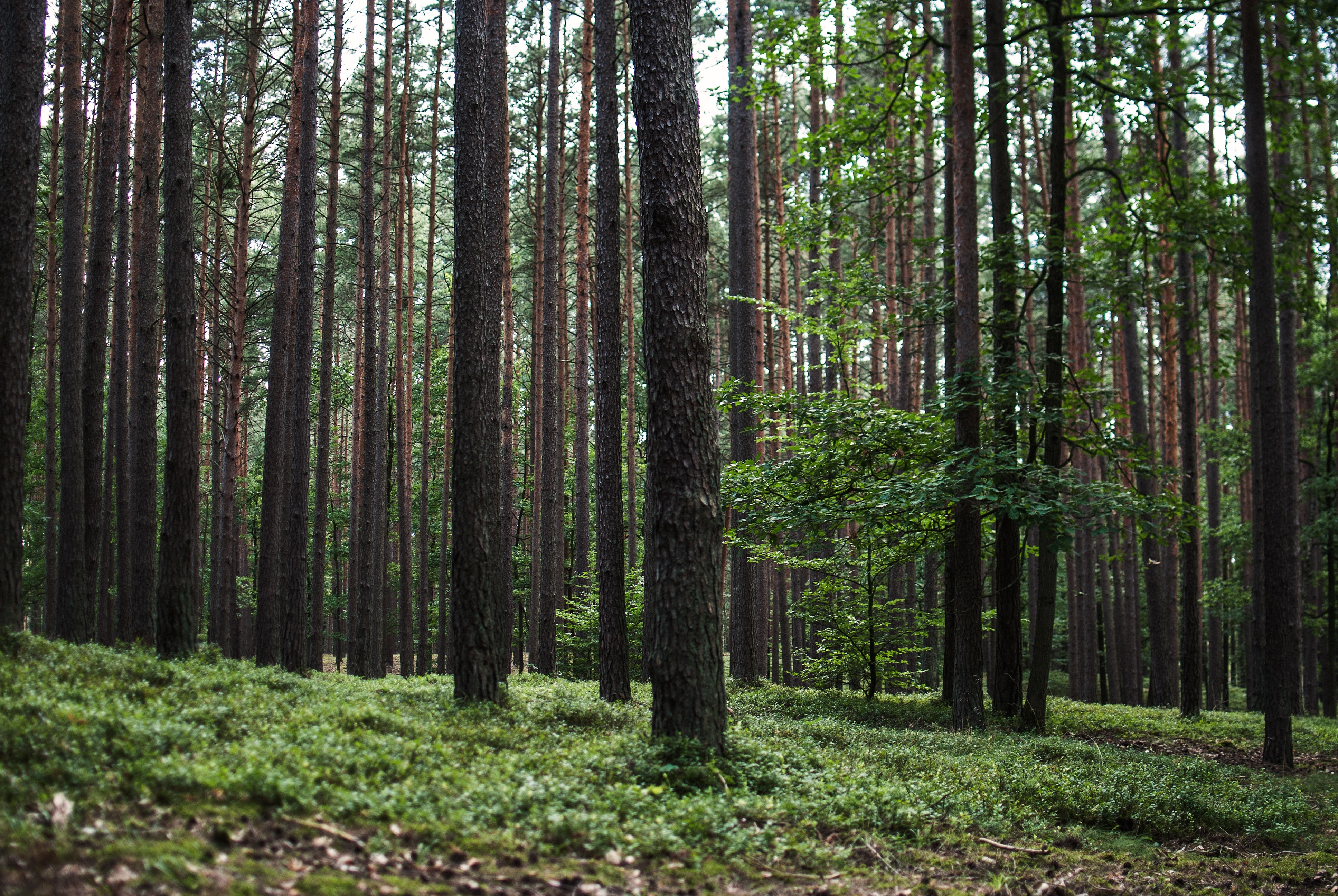 A beautiful scenery of the tall trees in the forest