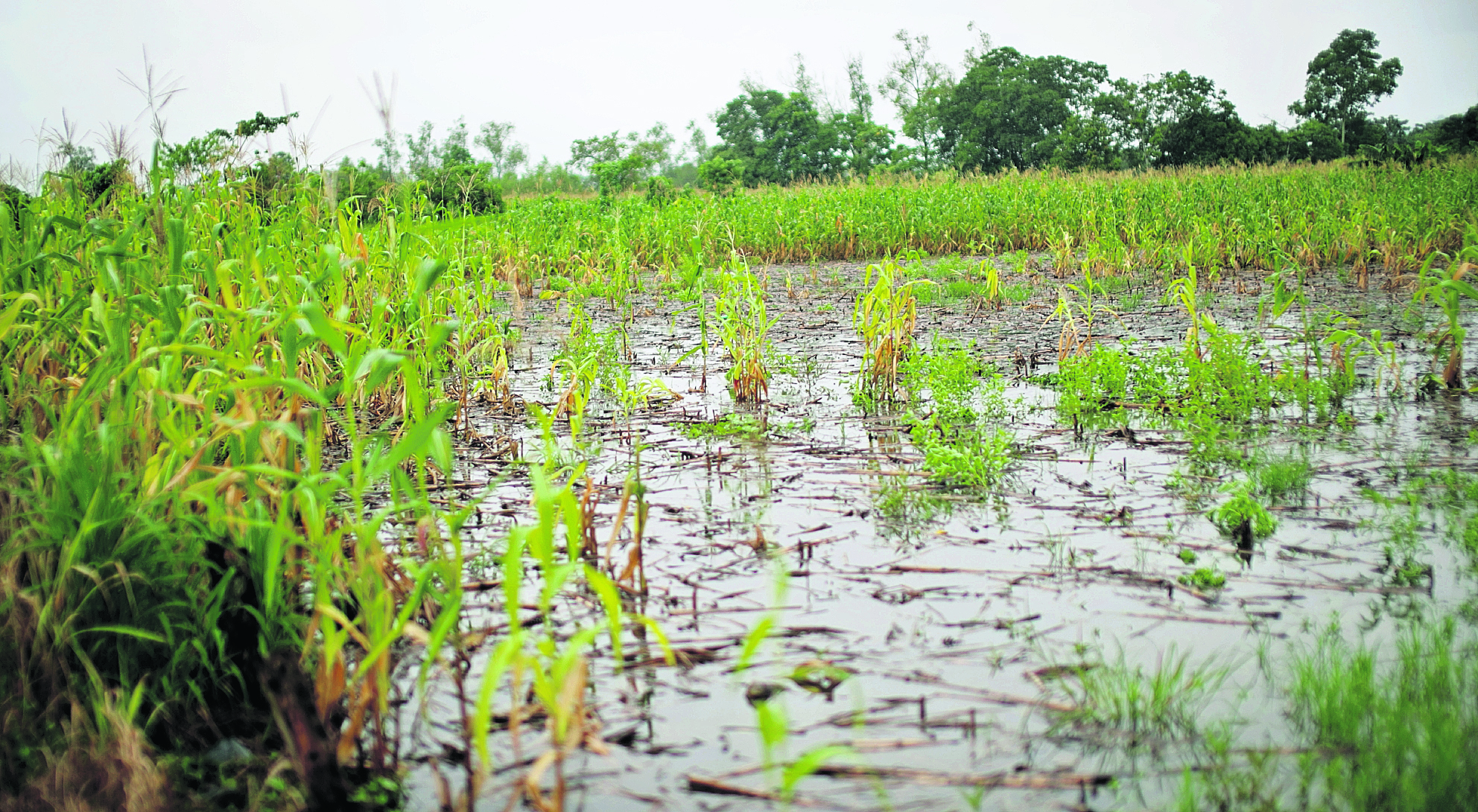 La comunidad de Cahaboncito en Panzos Alta Verapaz  afectados por las tormentas Eta / Iota y durante las últimas lluvias sus terrenos se inundaron después de que el río subiera su caudal y se metiera por la borda hacia las siembras causando perdidas en su totalidad. 

Los vecinos de la comunidad piden al gobierno ayuda alimentaria pues no tienen fuente de trabajo por la perdida de sus siembras y por ende tampoco alimentos.

foto Carlos Hernández
05/08/2022