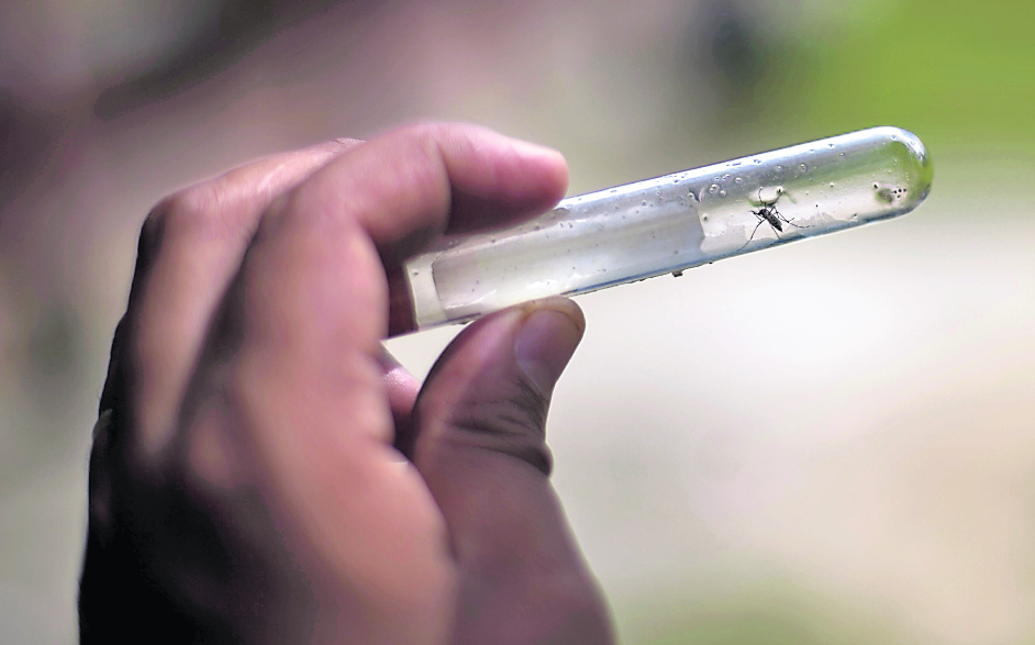 Un trabajador del Ministerio de Salud Pública muestra un mosquito dentro de un tubo de ensayo para su posterior análisis en el barrio de Santa Lucía, en las afueras de la ciudad de Guatemala DF, a 11 julio de 2013. El Gobierno de Guatemala está trabajando en la prevención y control del dengue, mientras que países vecinos como Honduras están luchando contra la fiebre hemorrágica del dengue, con ya 11 muertos confirmados hasta ahora este año. (AP Photo / Luis Soto)