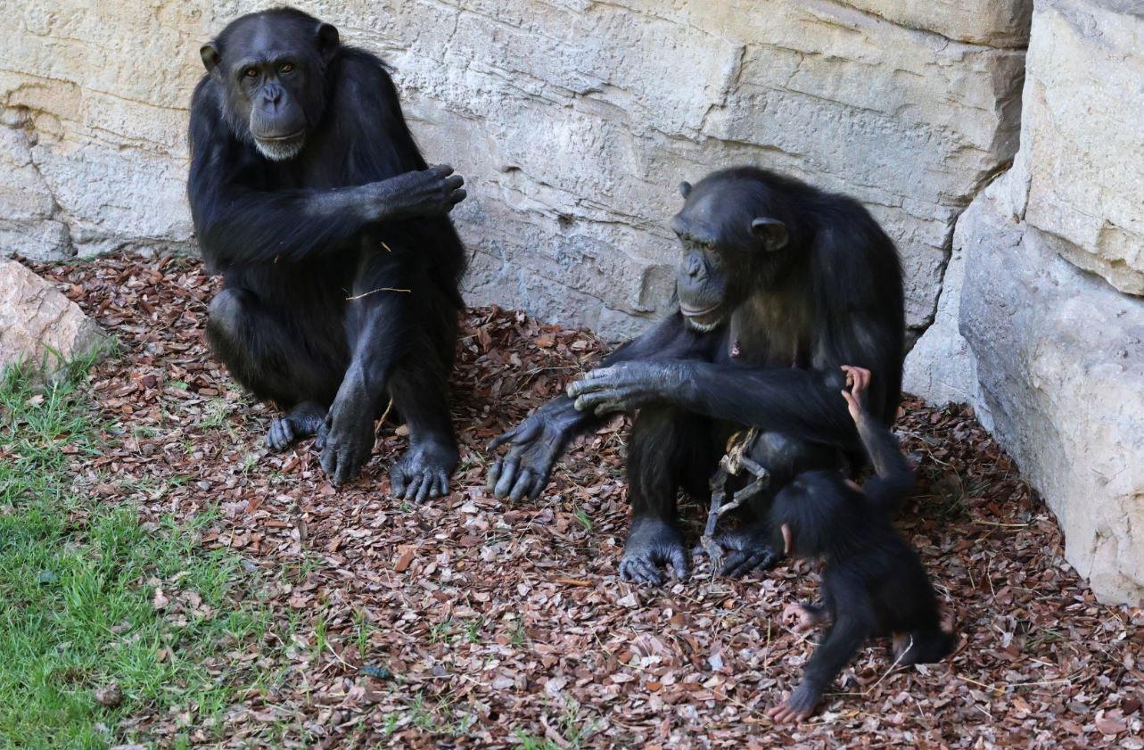 Chimpancés en el Bioparc de Valencia