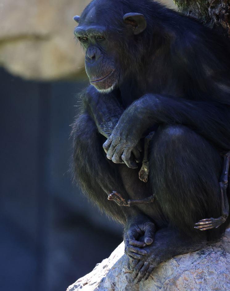 La chimpancé Natalia con su cría