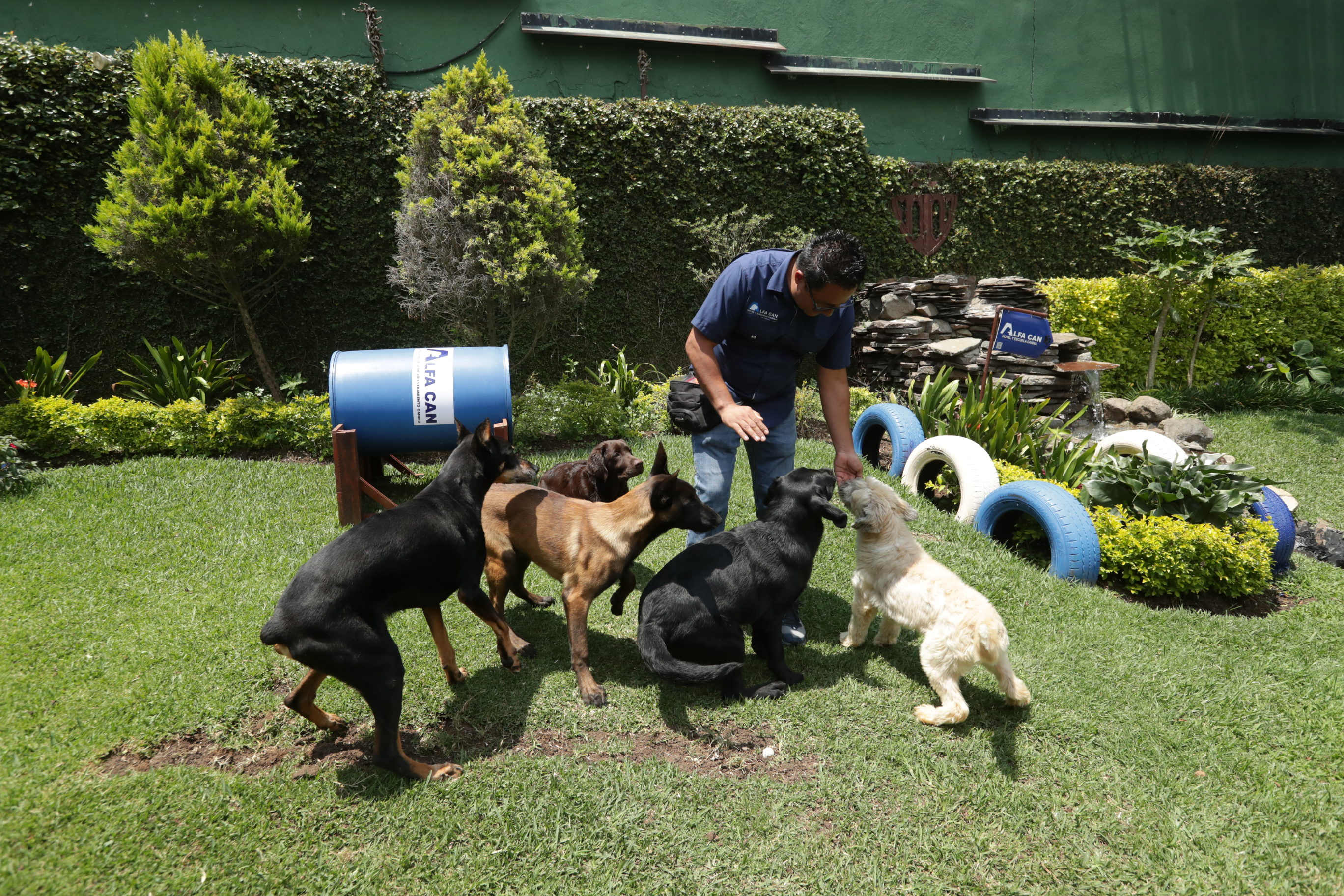 Alfa Can es un espacio que brinda hospedaje para perros, guardería canina, educación y entrenamiento de perros para seguridad civil. En el hospedaje, los perros permanecen sueltos, en manadas según tamaño y afinidad, siempre están supervisados mientras juegan y socializan. El hospedaje VIP es un servicio fuera de jaulas y tienen cuidado exclusivo. Los servicios de adiestramiento son clases personalizadas según la necesidad, ya sea a domicilio, intensivo, internado o consultas de comportamiento. El negocio se ubica en el Km. 21.5 carretera a El Salvador, Lomas de San Nicolás. Fotografía Prensa Libre: María Reneé Barrientos Gaytan. 24-04-2024.