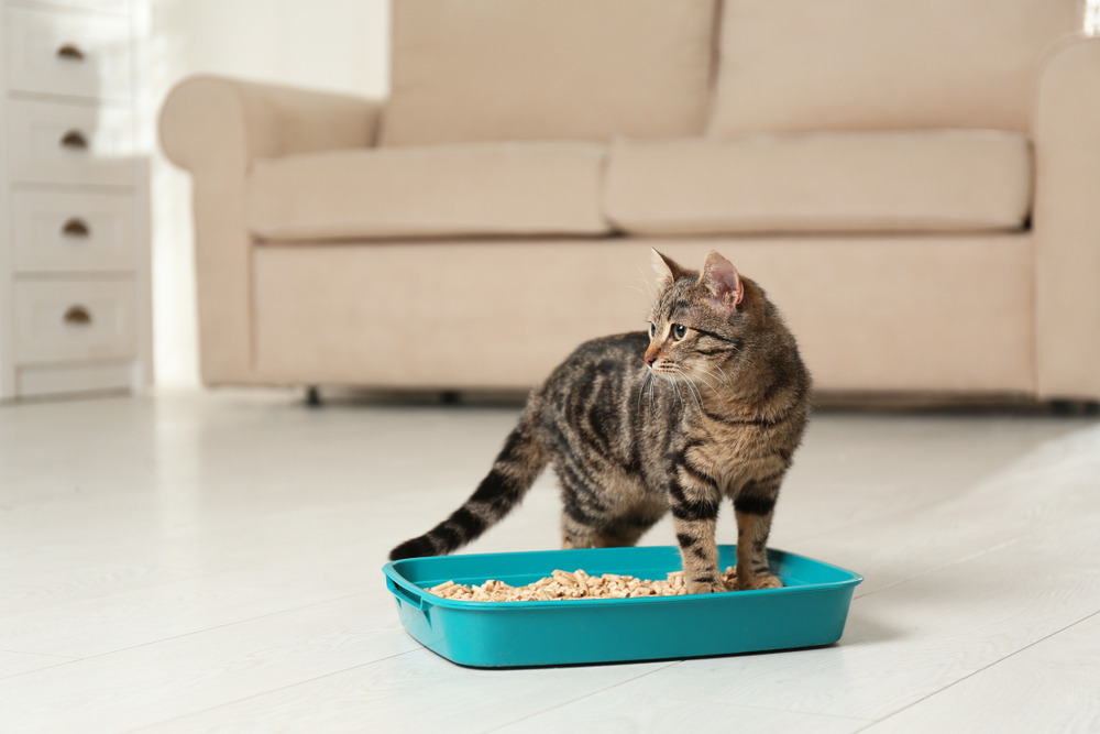 gato con caja de arena 