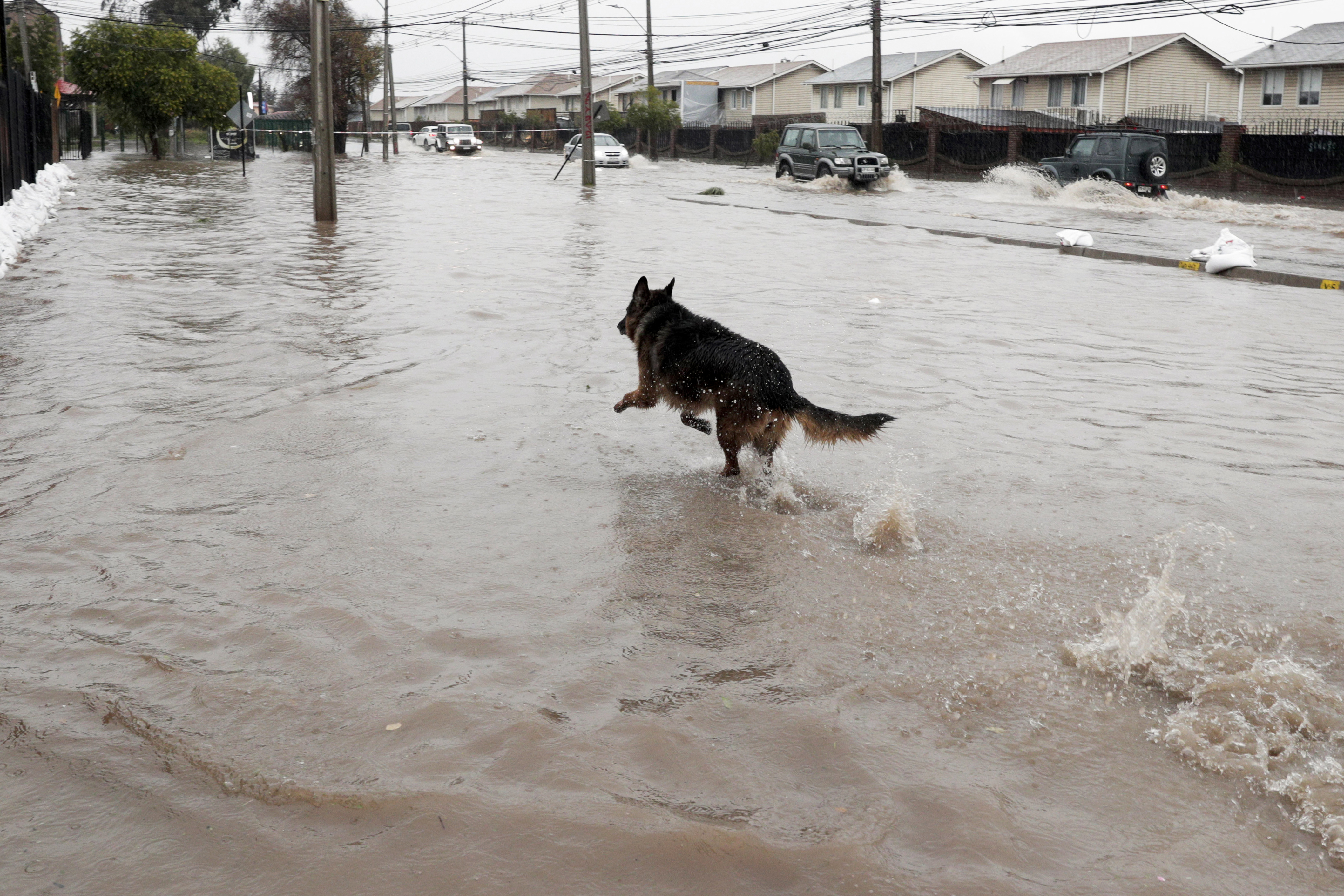 AME5831. SANTIAGO (CHILE), 21/06/2024.- Un perro corre por una calle inundada debido a las fuertes lluvias este viernes en Santiago (Chile). Más de 520 personas aisladas, 207 vivienda afectadas y siete regiones con alta probabilidad de remoción de masa reportó este viernes el Gobierno de Chile producto del segundo sistema frontal que en menos de un mes golpea las zonas centro y sur del país. EFE/ Elvis González