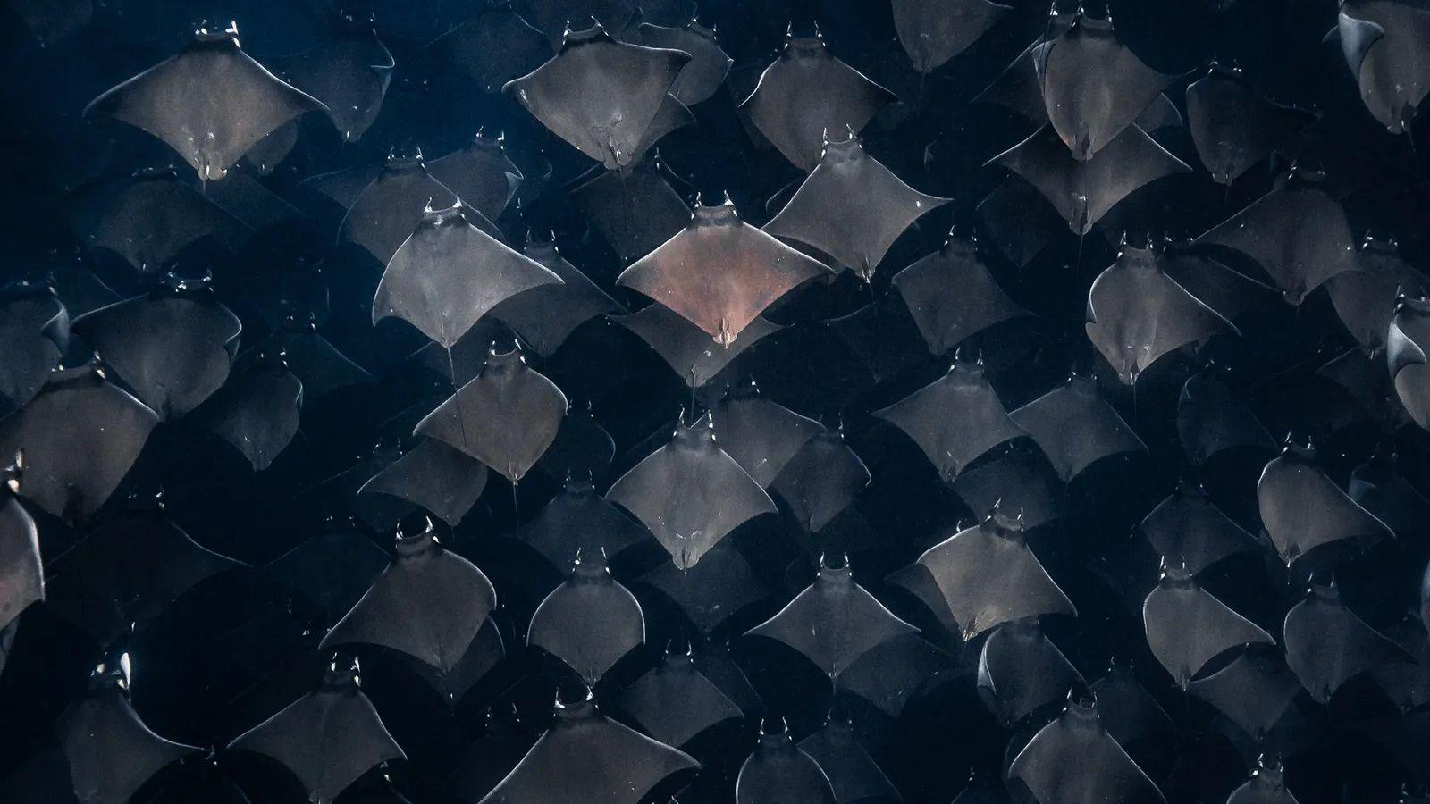 Rayas Mobula en el Mar de Cortés, en México, uno de los encuentros que han asombrado a la autora, fotógrafa submarina y viajera Pier Nirandara.
Foto: Pier Nirandara. 