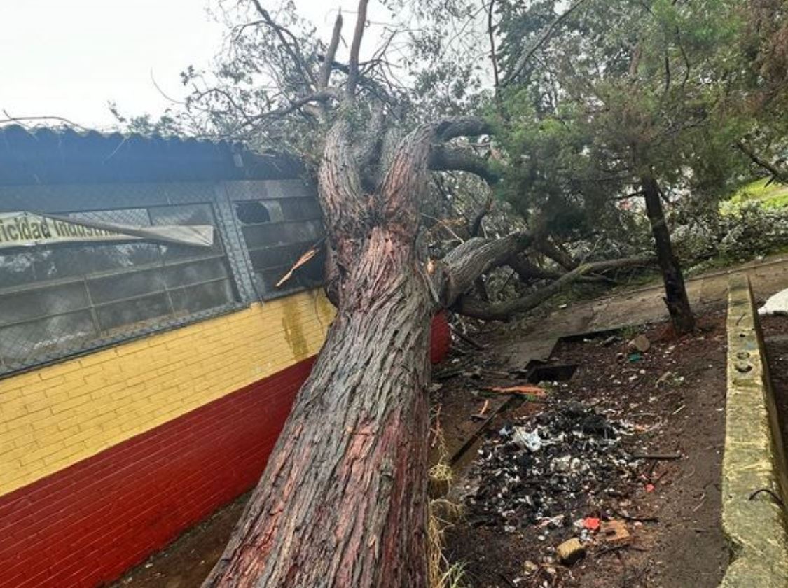 ARBOL-DANA-INSTITUTO-EN-QUETZALTENANGO