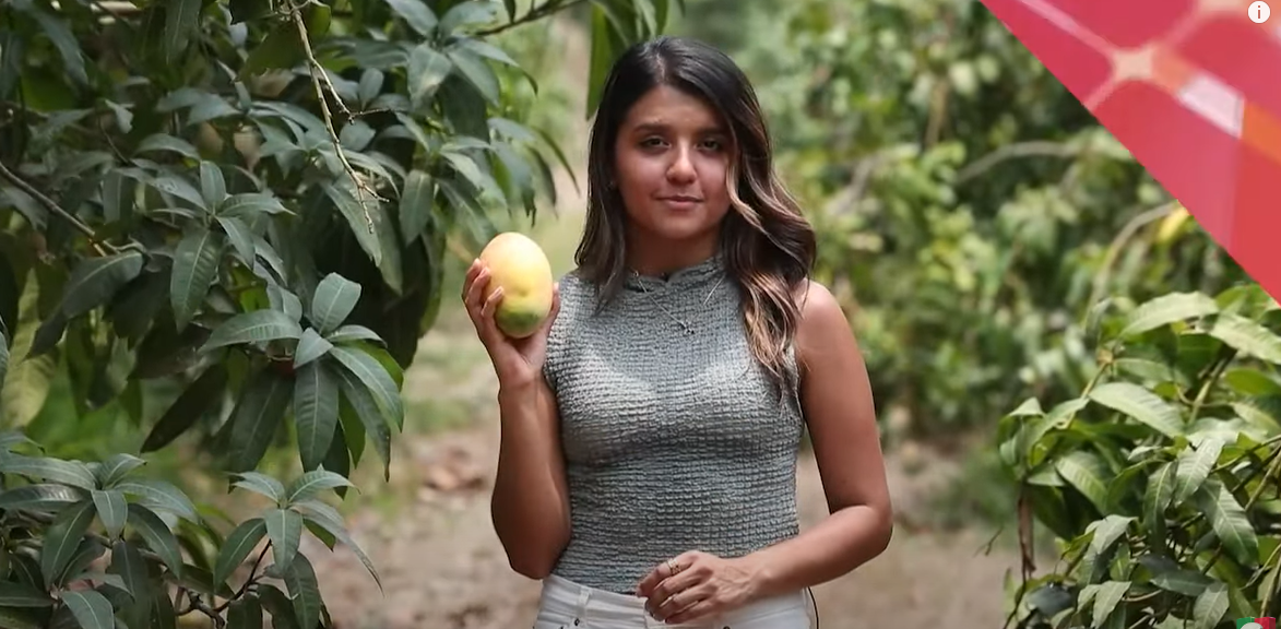 Los mangos de Retalhuleu tienen la ventaja de estar libres de moscas de la fruta, por lo que se pueden exportar a EE. UU. (Foto Prensa Libre: Captura de video)