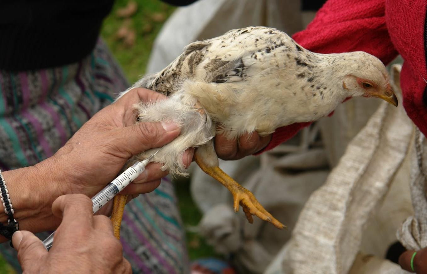 Gripe Aviar tras fallecimiento de paciente en México H5N2