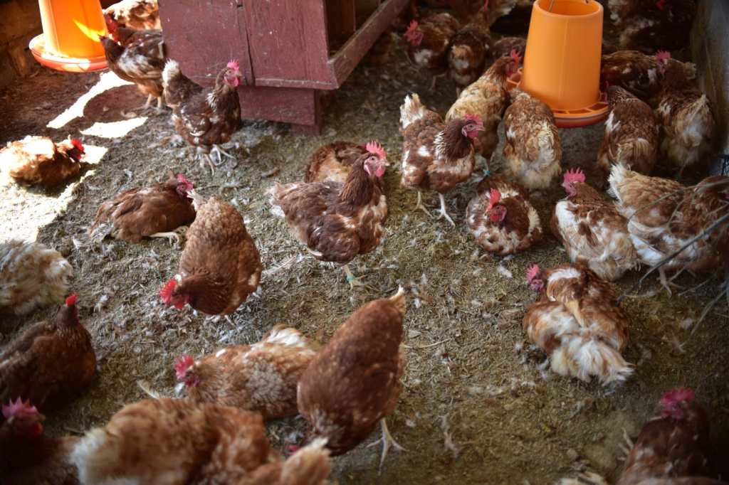 Gripe aviar en México h5n2 (2)