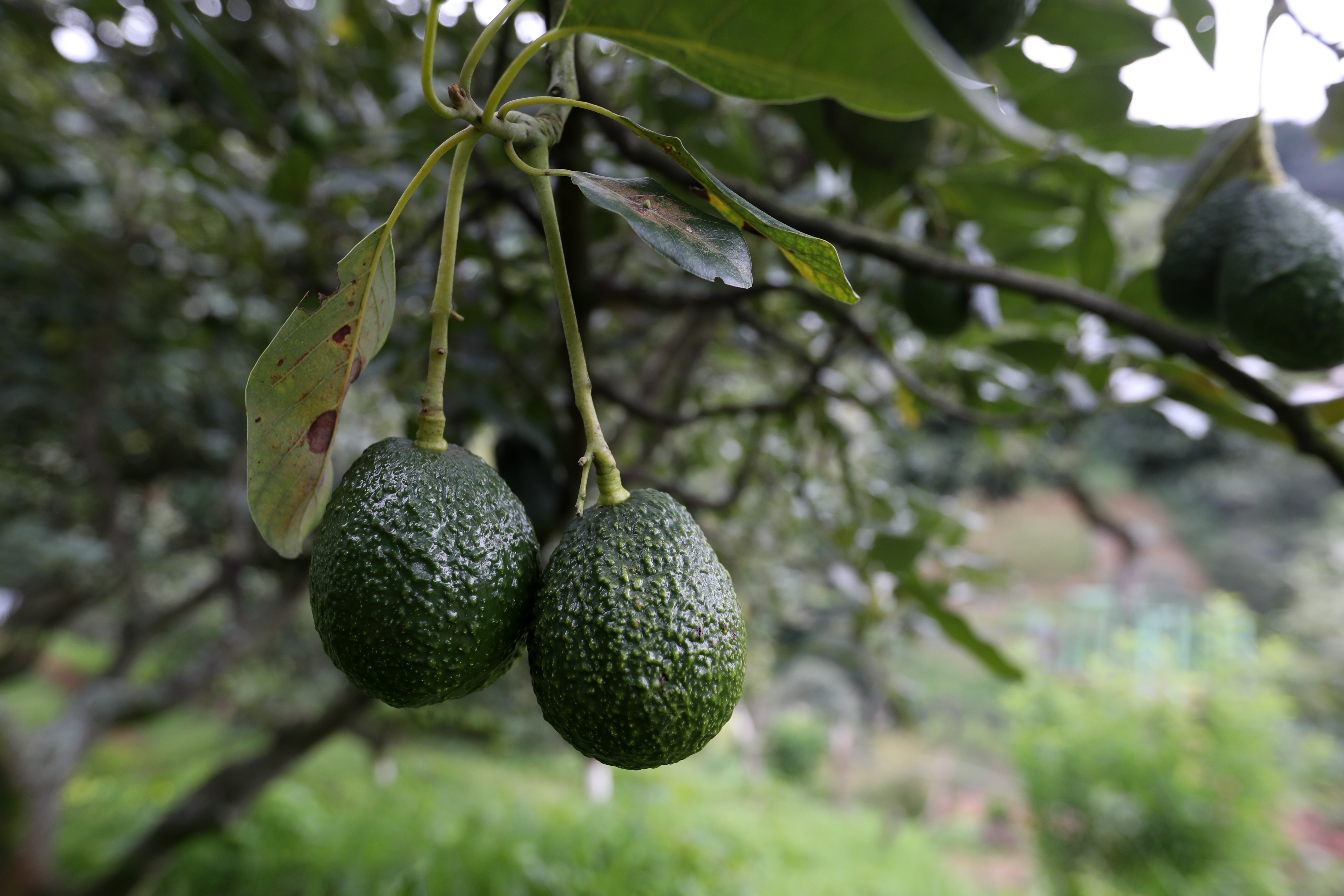 Visita a la Finca Paseo de Las Nubes, ubicado en Buena Vista 20E, San Mateo Milpas Altas, Antigua Guatemala. Durante la visita, se puede hacer un tour de aguacate, actividades al aire libre, disfrutar de platillos en el restaurante y hospedarse en las cabañas dentro de la Finca. 

Fotografía Prensa Libre: María Reneé Barrientos Gaytan. 26-10-2023.