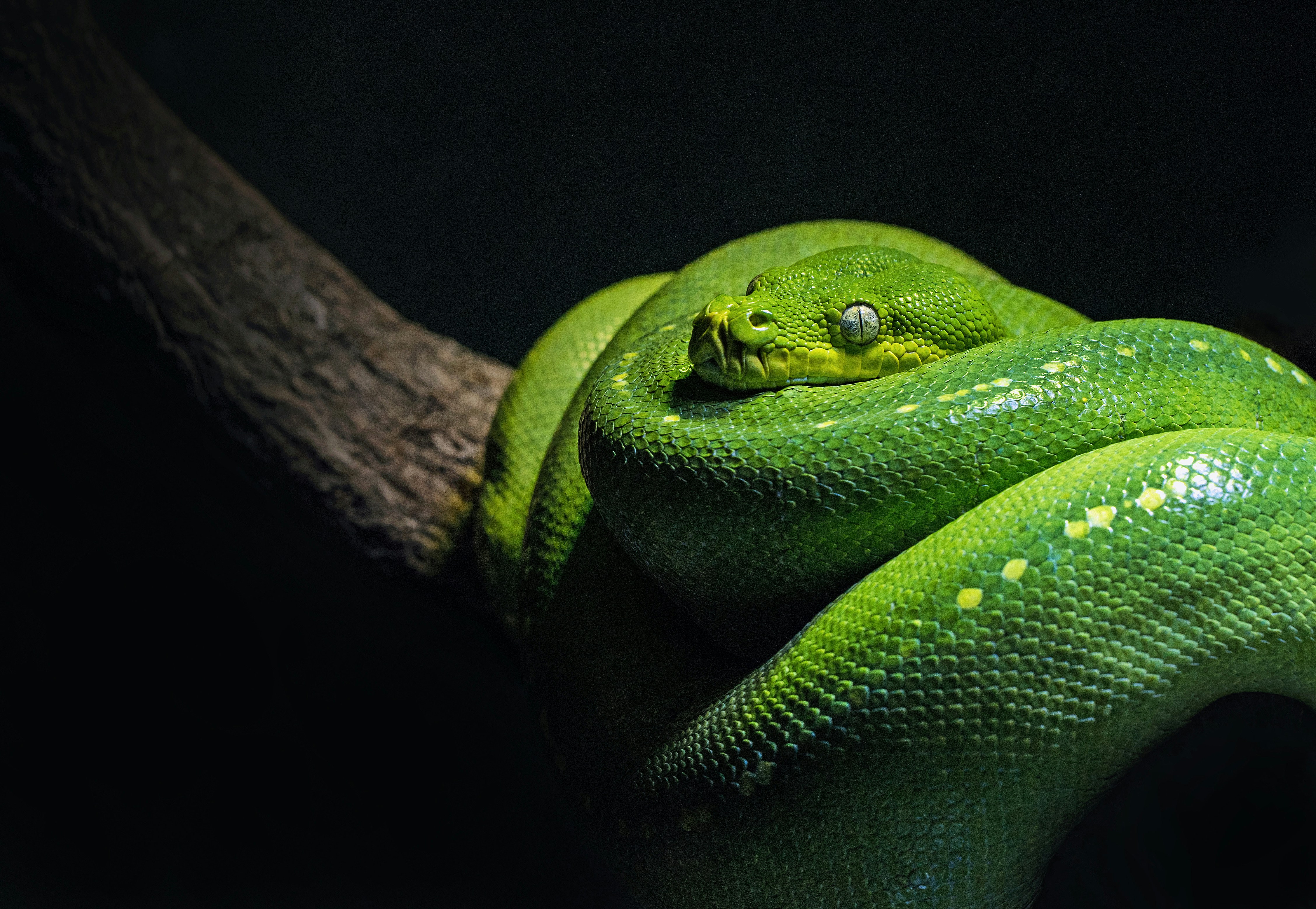 Una mujer en Indonesia fue devorada por una serpiente pitón. (Foto Prensa Libre: Unsplash)