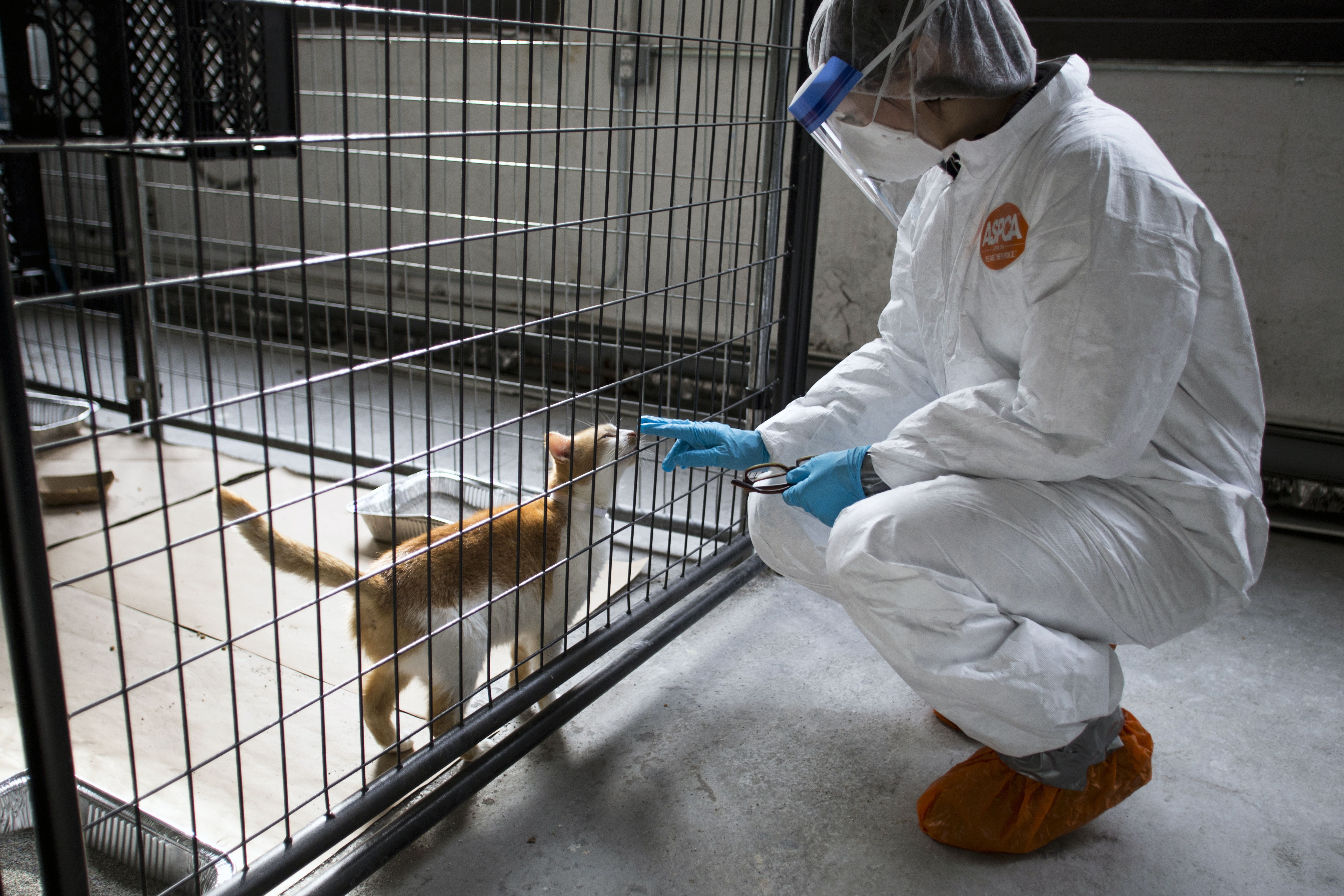 La gripe aviar está infectando gatos (y alguno que otro perro): esto es lo que se debe saber