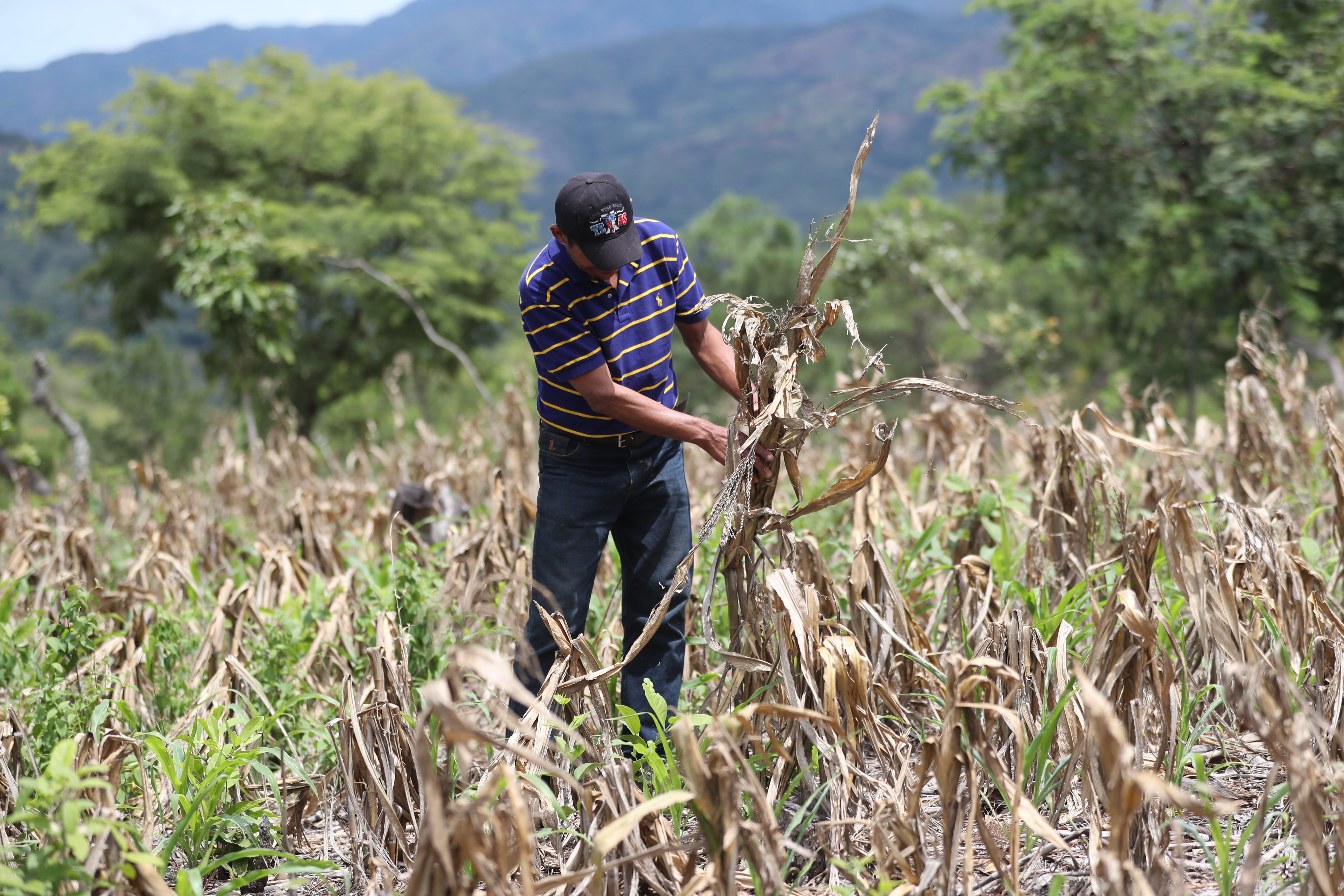 Calixto, vive en aldea piedras negras en Jalapa,  pierde sus cosechas el cien por ciento, debido a que las lluvias no llegan y muchos han tenido que emigrar a Estados Unidos o bien a otros departamentos de Guatemala  en busca de trabajo.


Fotografia. Erick Avila:                             27/09/2018