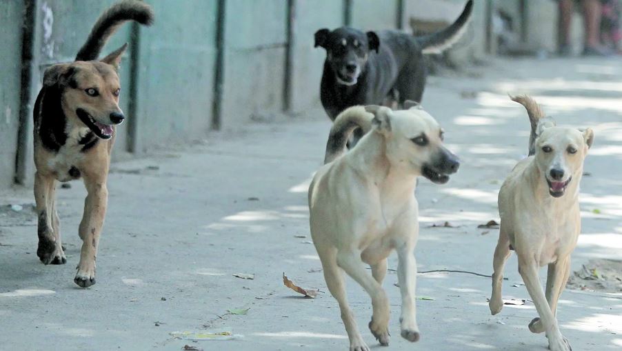 Los vecinos piden la intervención de autoridades para evitar la muerte de otra mascota. Fotografía: Prensa Libre. 