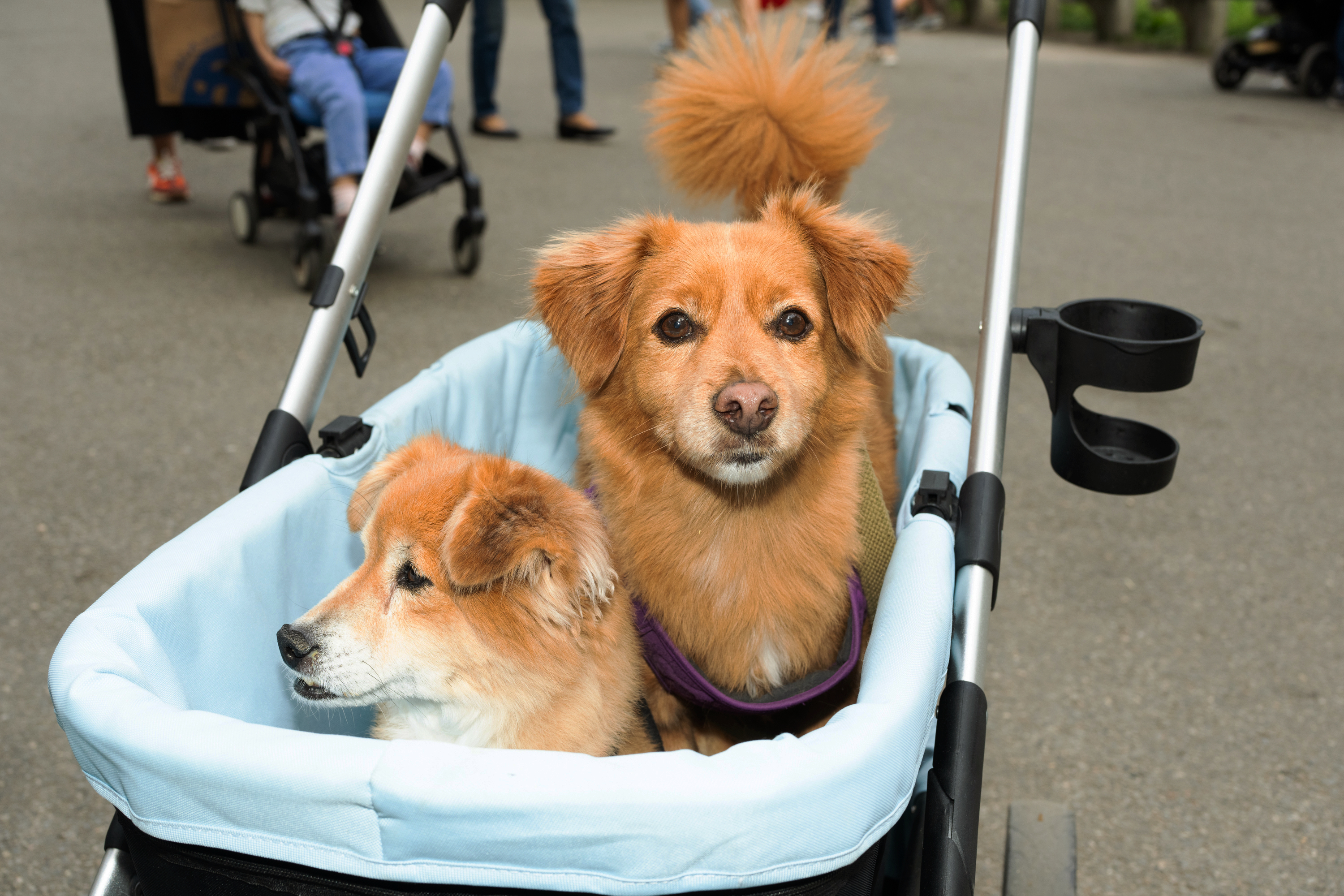 Es cada vez más común ver perros en cochecitos en lugar de en sus patas, en Central Park en Manhattan, el 12 de junio de 2024. (Foto Prensa Libre: Graham Dickie/The New York Times)