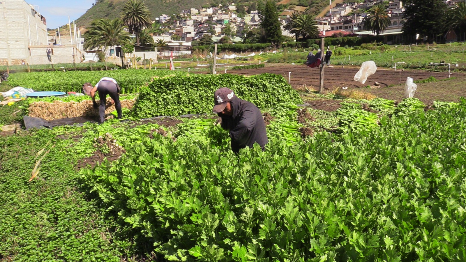 Productores y agricultores de Almolonga, Quetzaltenango, argumentan que la cosecha de productos este año fue afectada por la sequía y la lluvia fuerte de junio. Eso hizo que las hortalizas sufrieran daños y hubiera menos producto en el mercado. Argumentan esto como una razón del encarecimiento en algunas verduras. (Foto Prensa Libre: Lucero Sapalú).