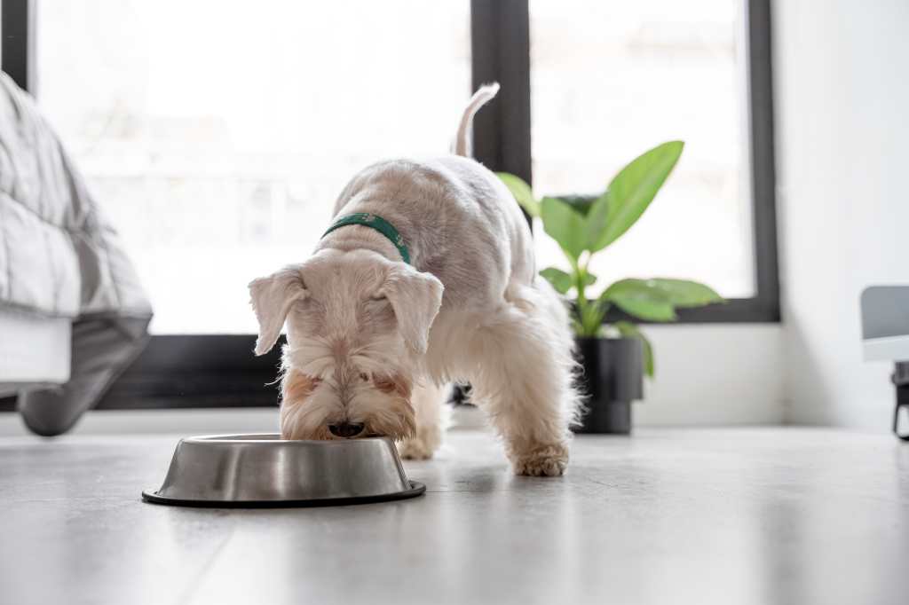 Ante el olor de estrés de dueños los perros tienden a ser más cautelosos al acercarse a su plato de comida. (Foto, Prensa Libre: Freepik)