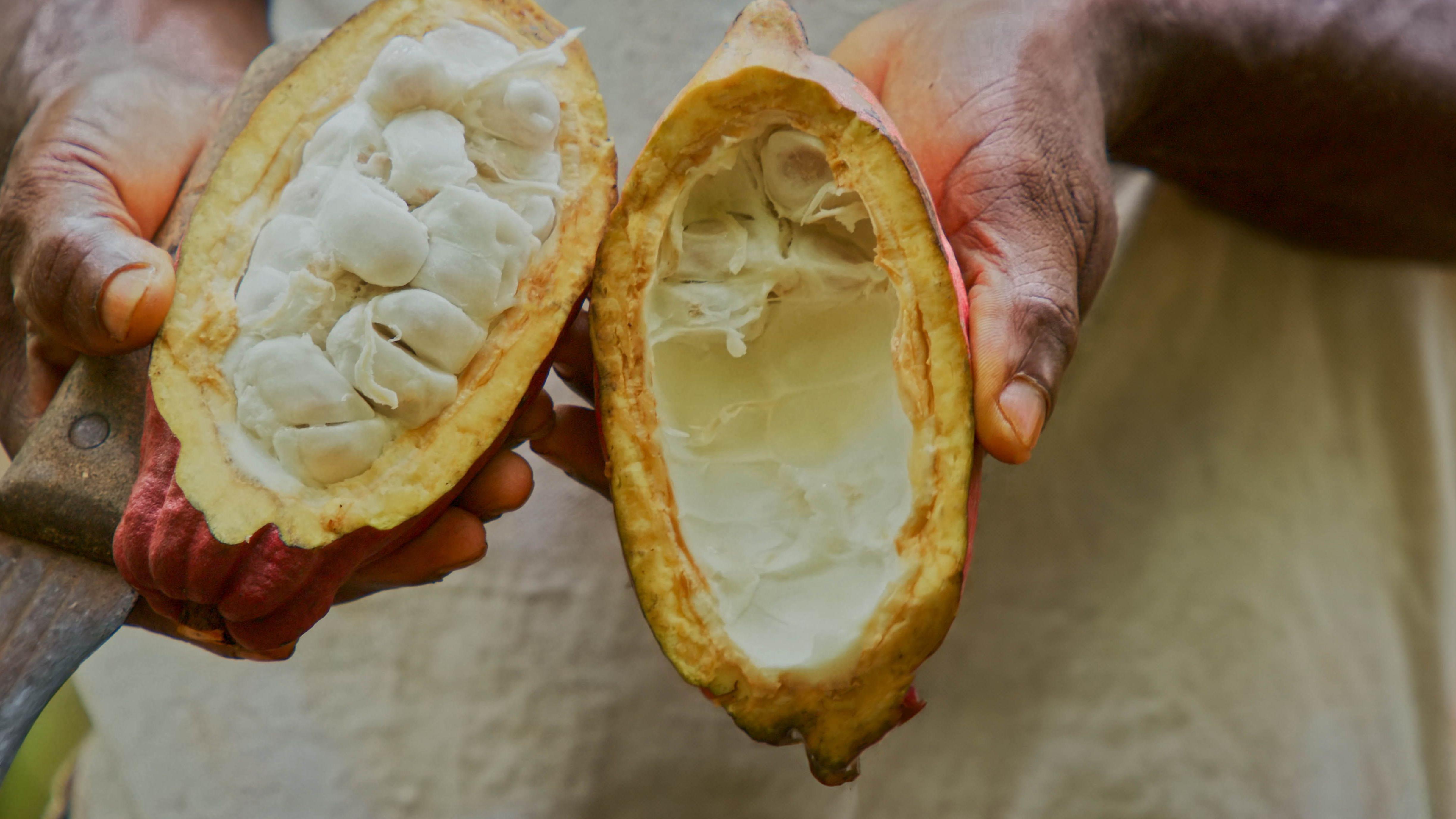 Todo el fruto del caco puede ser utilizado ahora para hacer chocolate. 

Chocosuisse