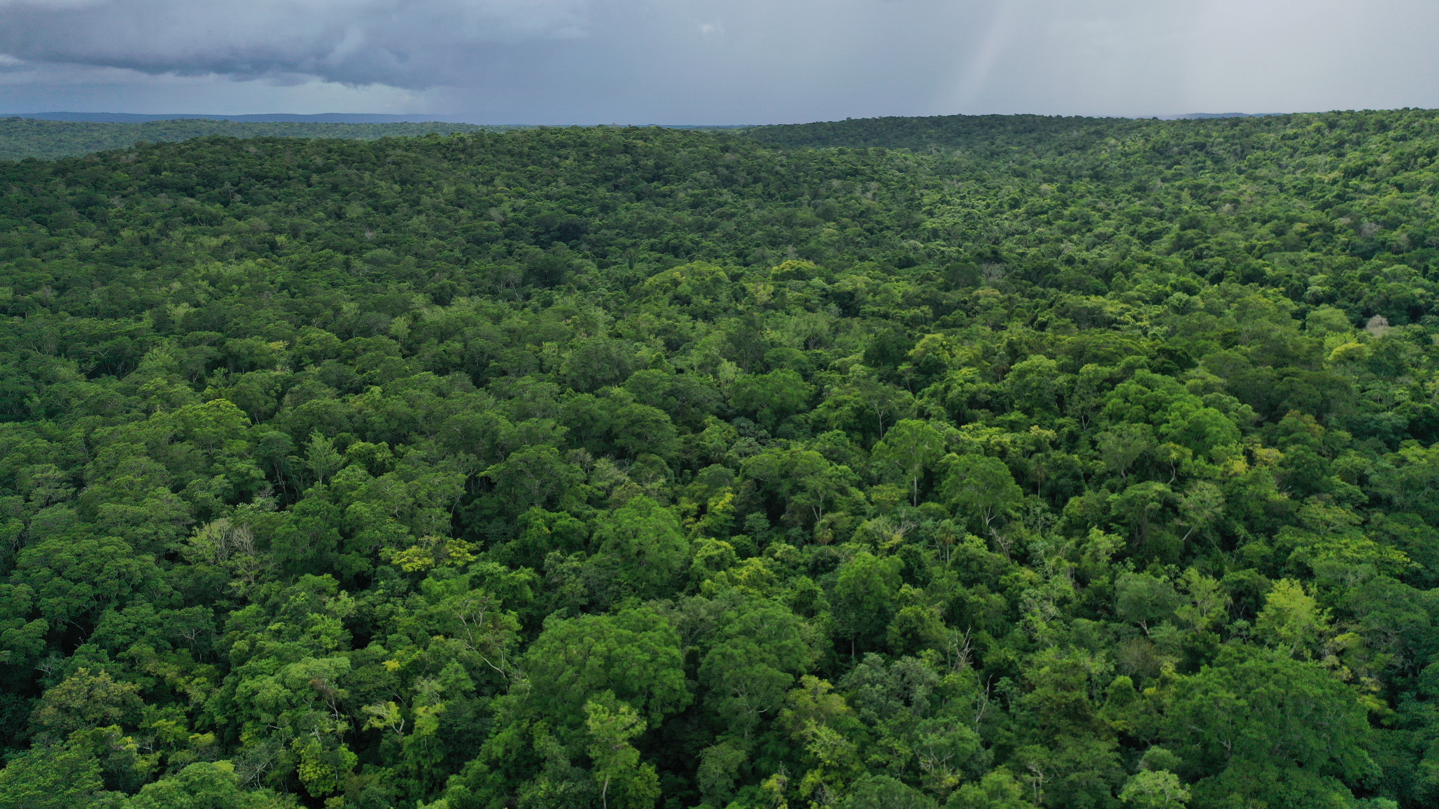 Los árboles de futura cosecha, identificados por su DAP menor al DMC, se anotan para evitar daños durante la tala y extracción. (Foto Prensa Libre: Byron Rivera Baiza)