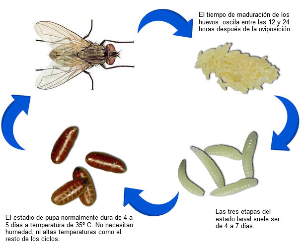 Ciclo de vida de una mosca.