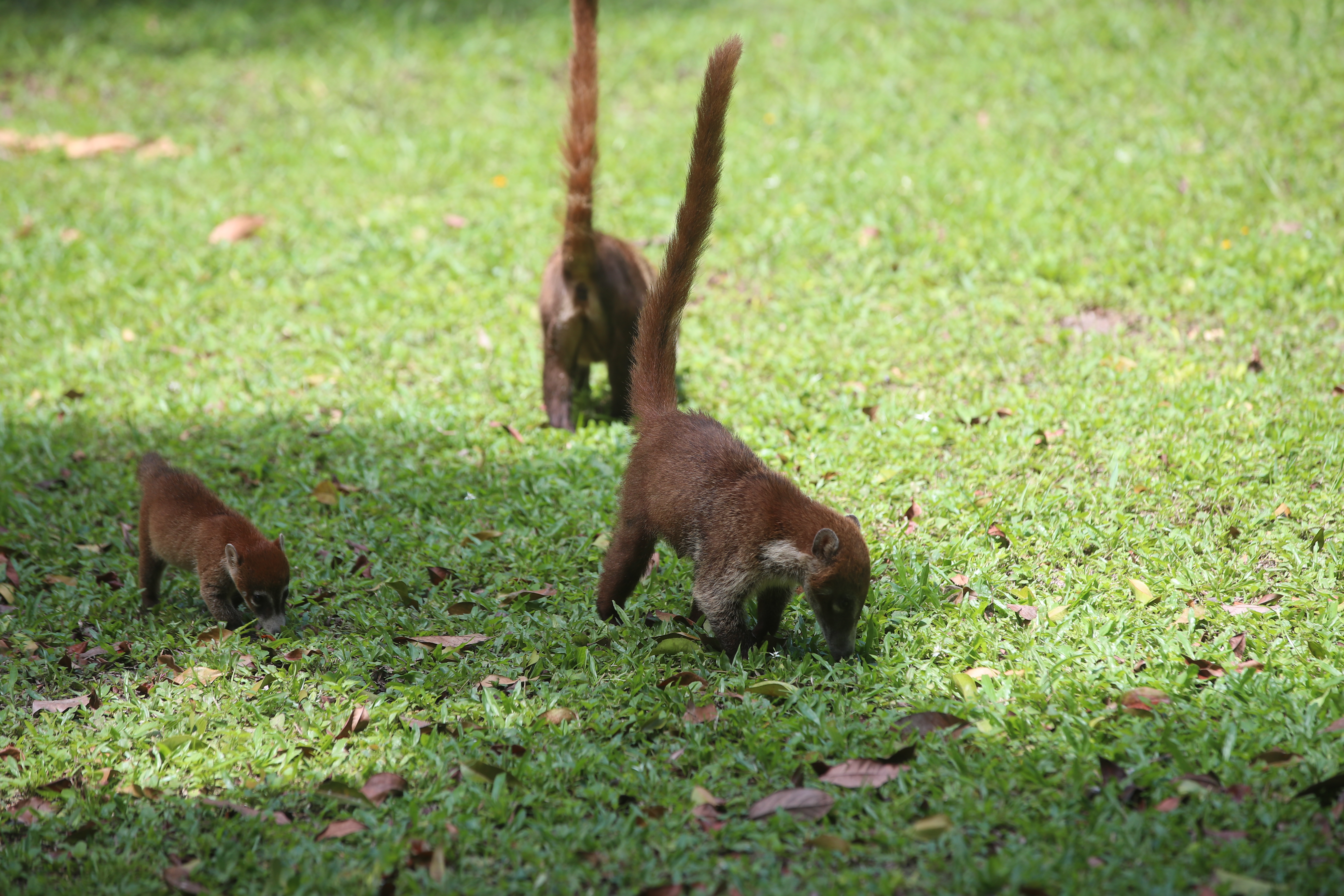 Pizontes exploran su hábitat en las áreas protegidas de Petén. La Reserva de la Biosfera Maya y otros parques en la región brindan refugio vital para una rica variedad de vida silvestre, preservando ecosistemas esenciales y especies locales. (Foto Prensa Libre: Byron Rivera Baiza)