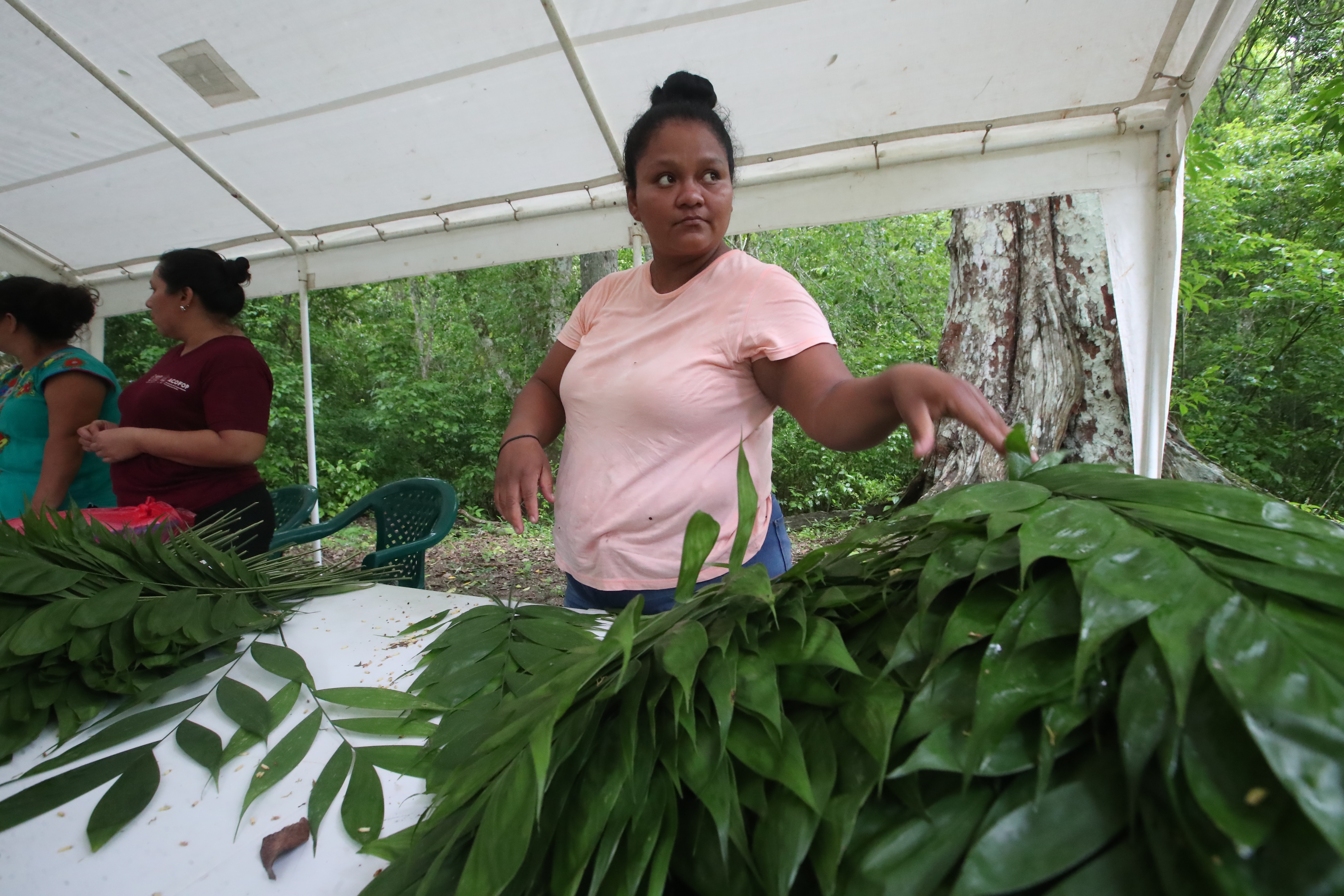 Los recolectores de xate, cosechan hasta 5 hojas por planta cada dos a cuatro meses, sin dañar las palmas. Clasificadas en manojos de 45 hojas, las palmas de xate se procesan y exportan, contribuyendo significativamente a la economía local. (Foto Prensa Libre: Byron Rivera Baiza)