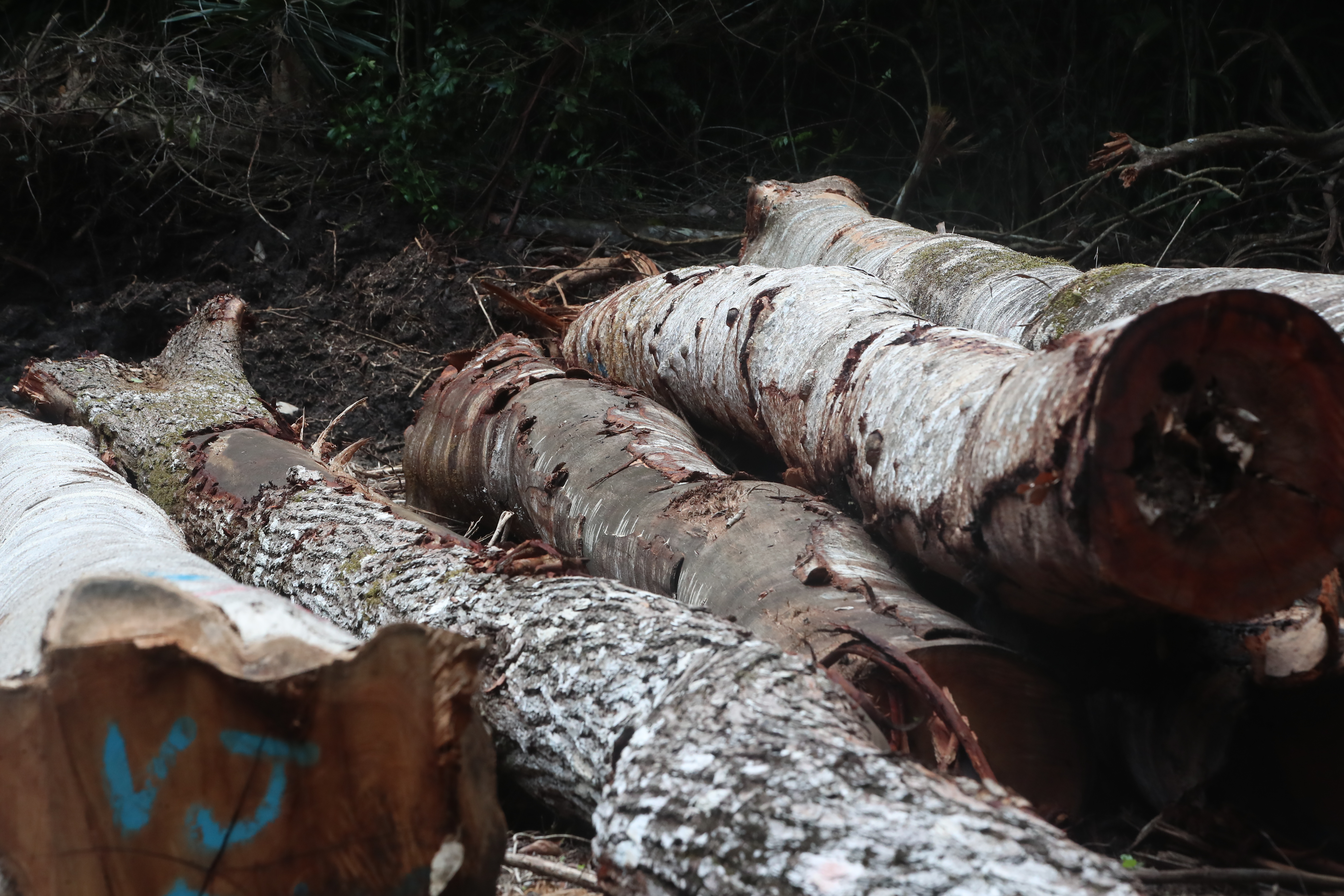El ciclo de corte de árboles en Uaxactún es de 40 años, basado en el crecimiento anual de los mismos (0.4 cm). Se aplica un sistema de tala selectiva con diámetro mínimo de corta para especies comerciales, revisando periódicamente los datos de crecimiento. (Foto Prensa Libre: Byron Rivera Baiza) 
