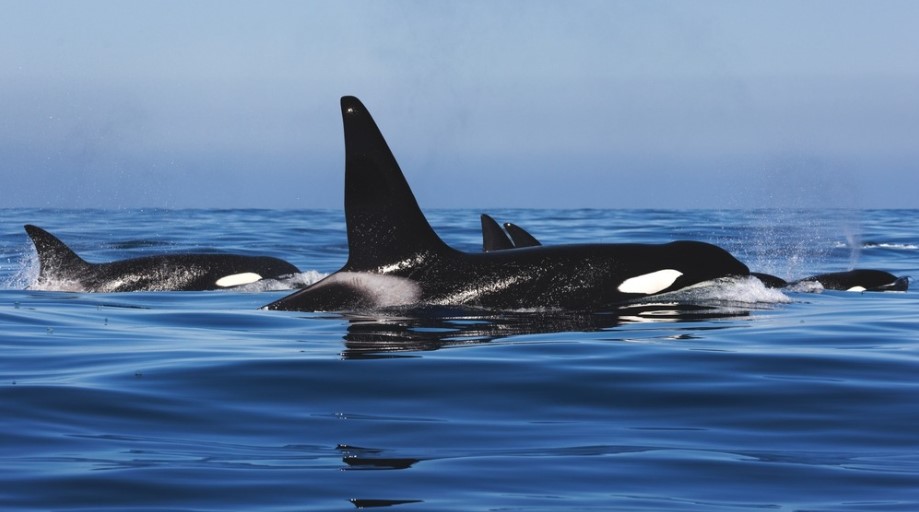 Los ataques de las consideradas pacíficas orcas contra embarcaciones han aumentado en los últimos años. (Foto Prensa Libre: shutterstock)