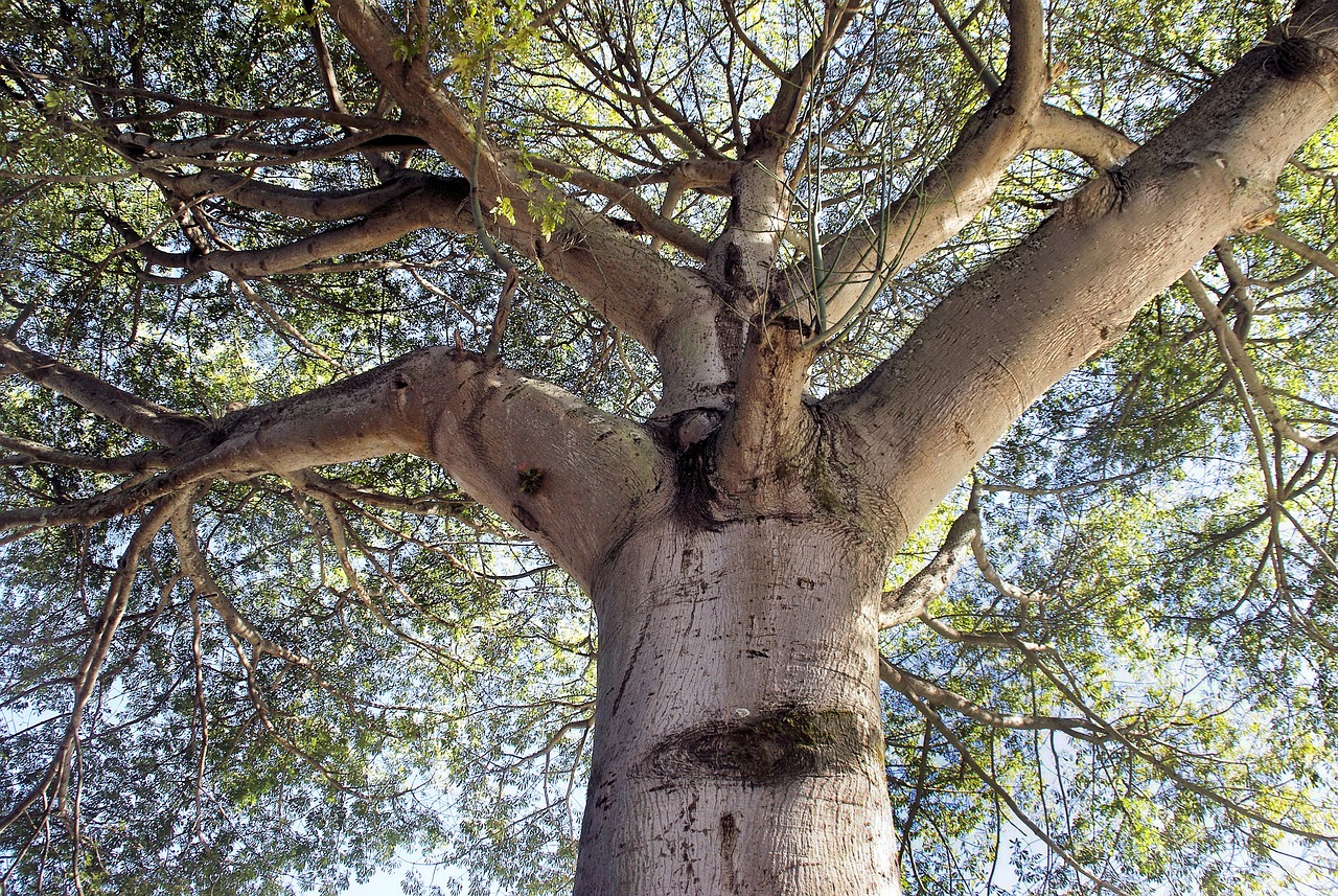 Sacerdotes mayas indagan caída de una ceiba gigante en un cenote en México