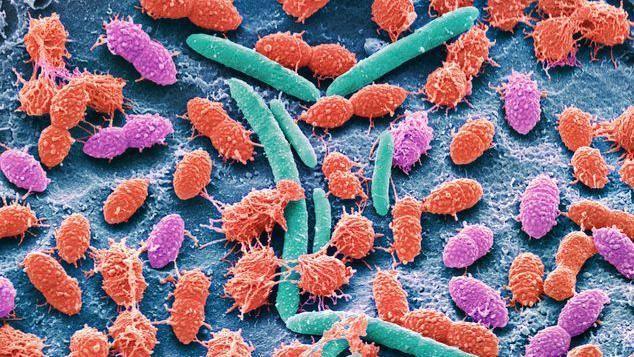 Imagen de bacterias de distintos colores.
