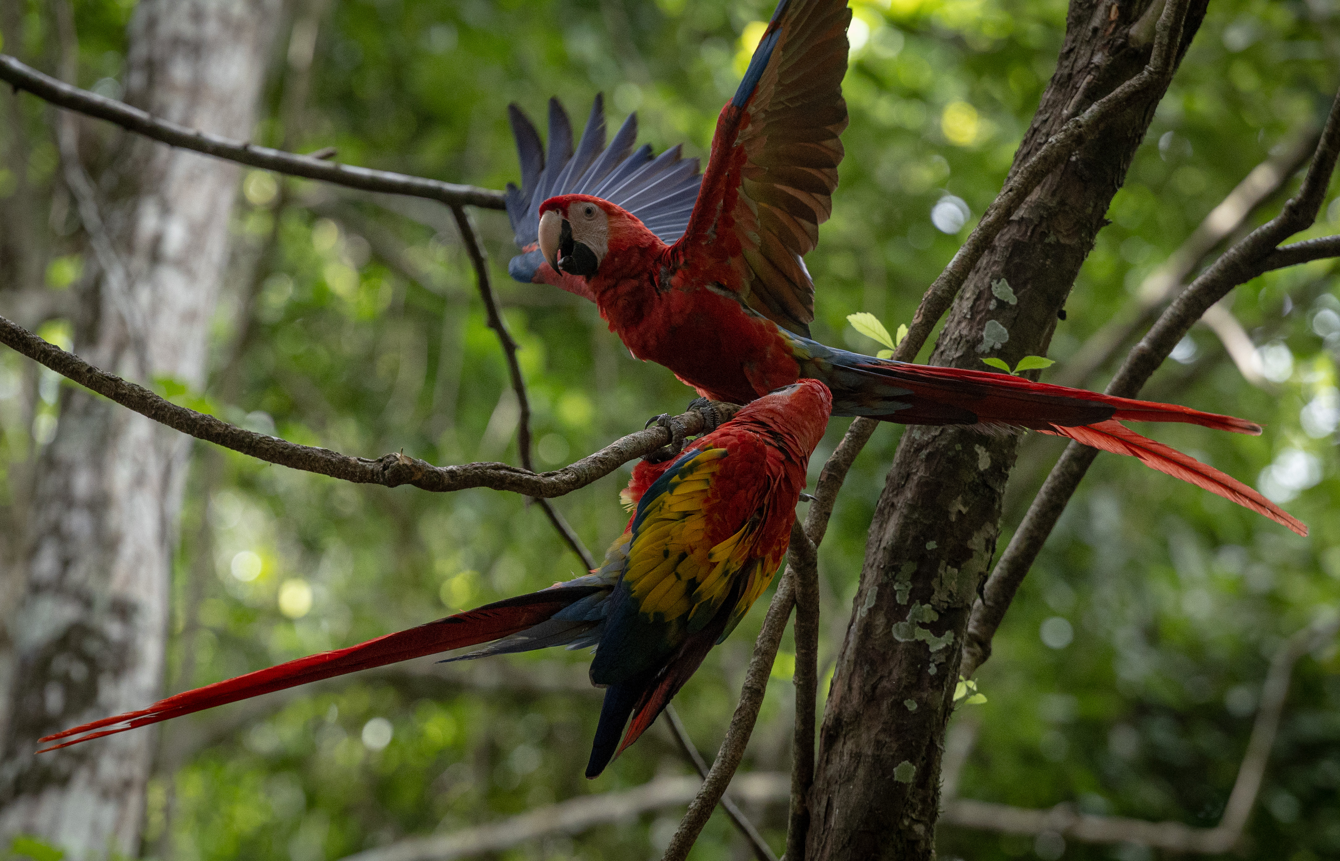 Fotografía de guacamayas rojas, criadas en cautiverio en la selva maya de Laguna del Tigre (Petén). (Foto Prensa Libre: EFE)