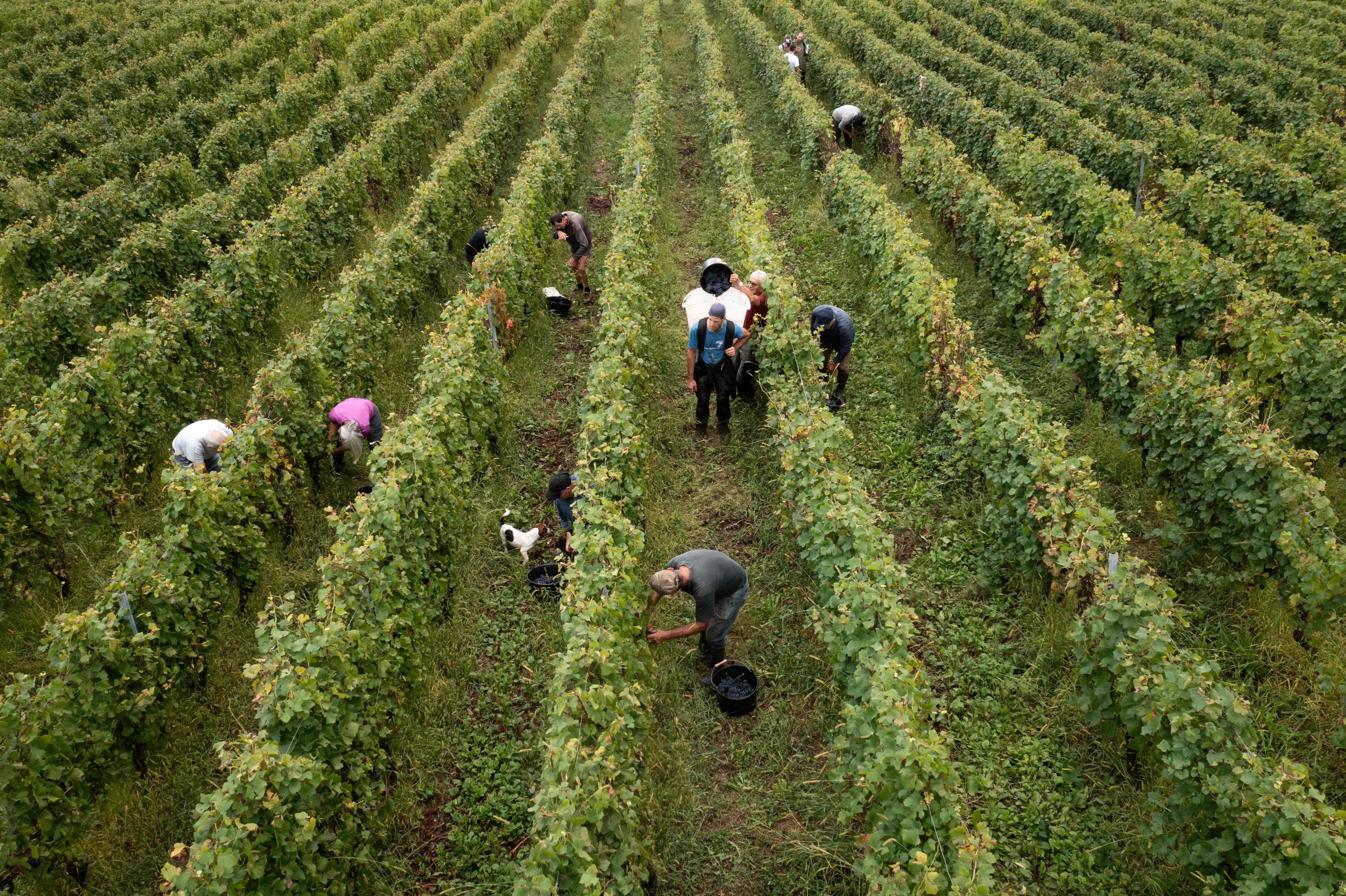 700 hectáreas en Zacapa ya fueron irrigadas por el Maga (Foto Prensa Libre: AFP)