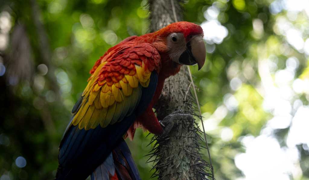 Guacamayas en Guatemala Peten (3)