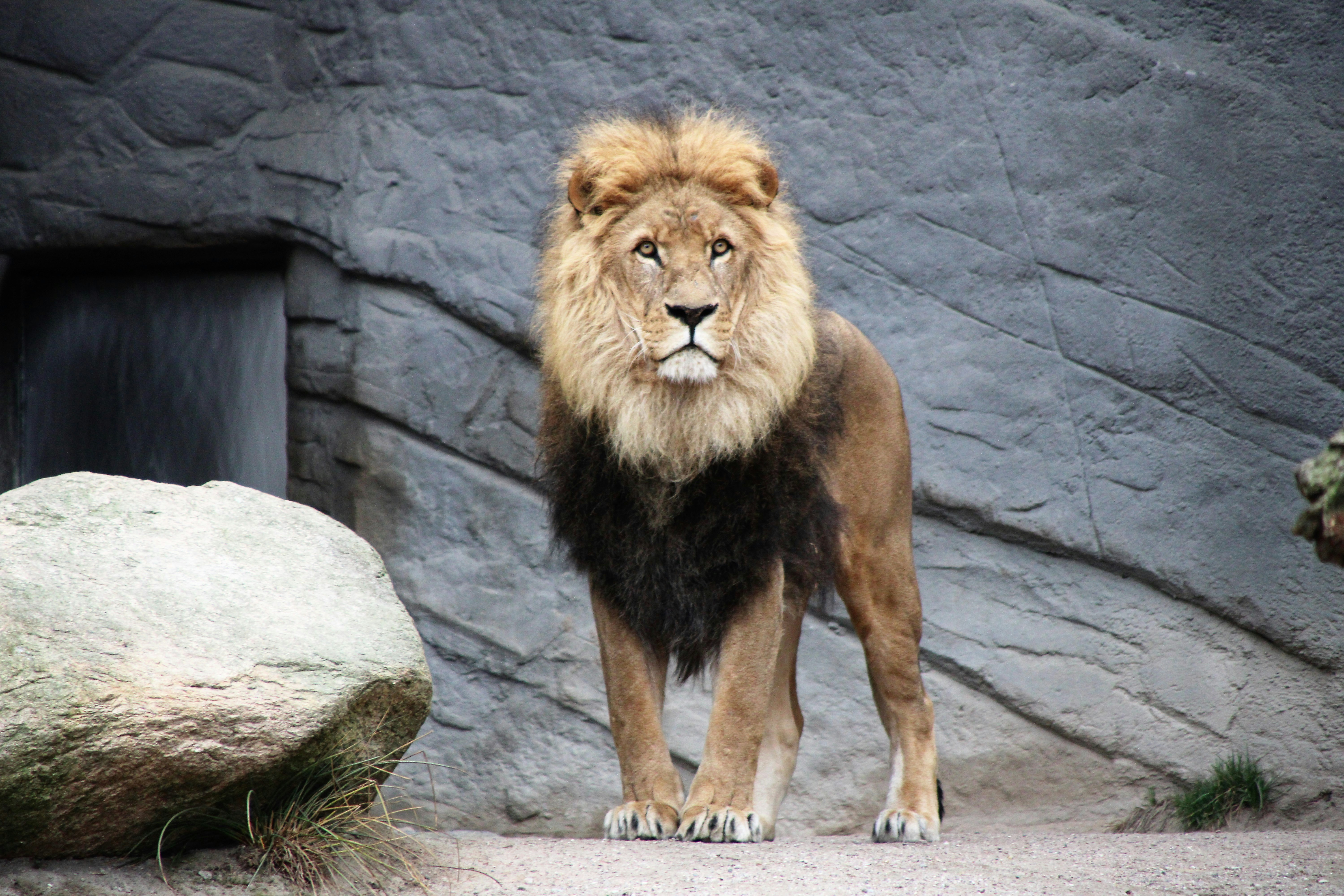 León zoo nigeria