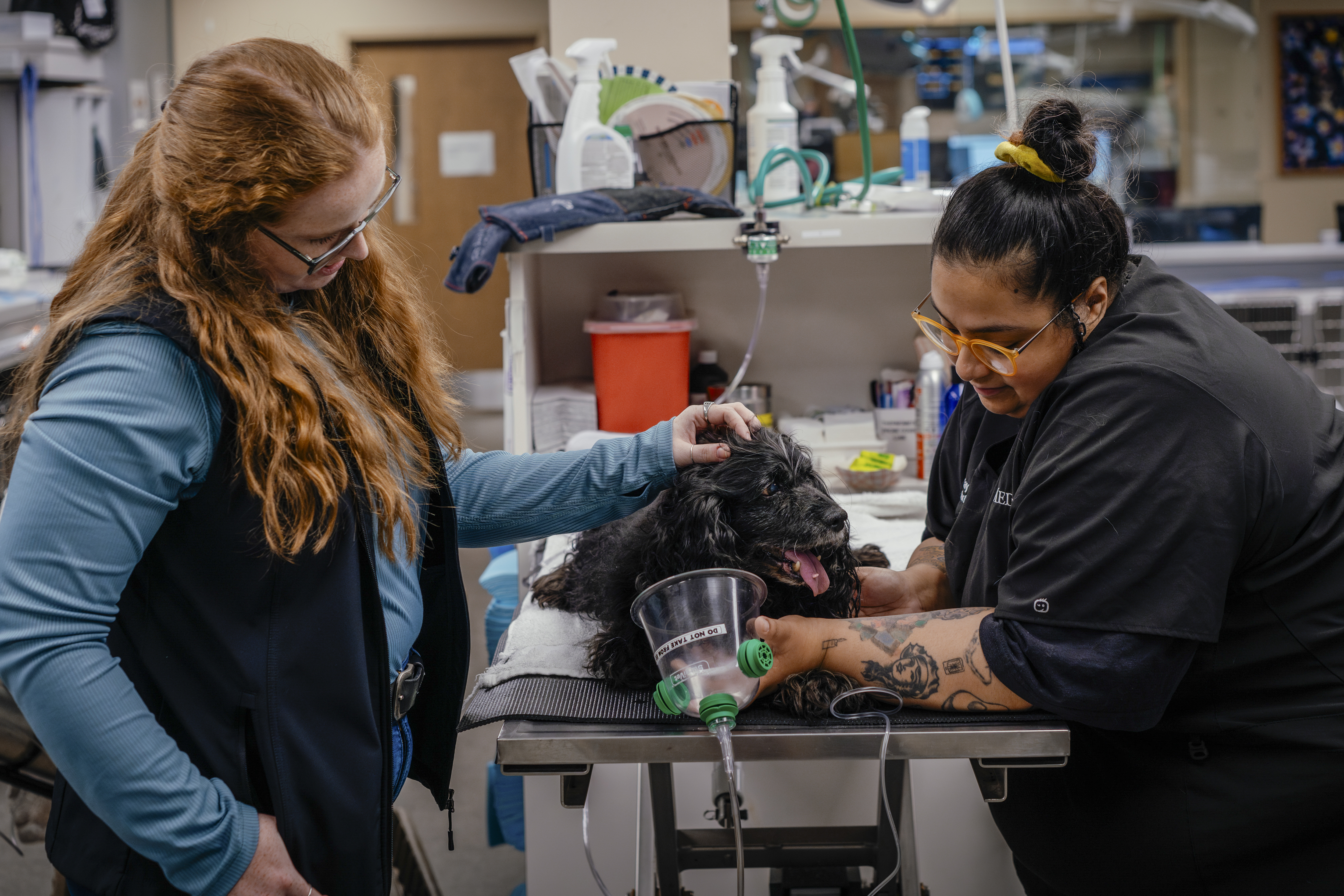 Aunque siguen siendo escasos, los trabajadores sociales en hospitales de animales son cada vez más numerosos. (Foto Prensa Libre: Jamie Kelter Davis/The New York Times)