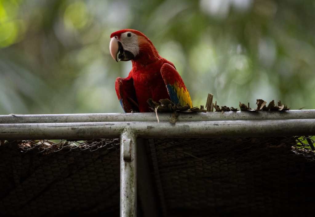 guacamayas guatemala