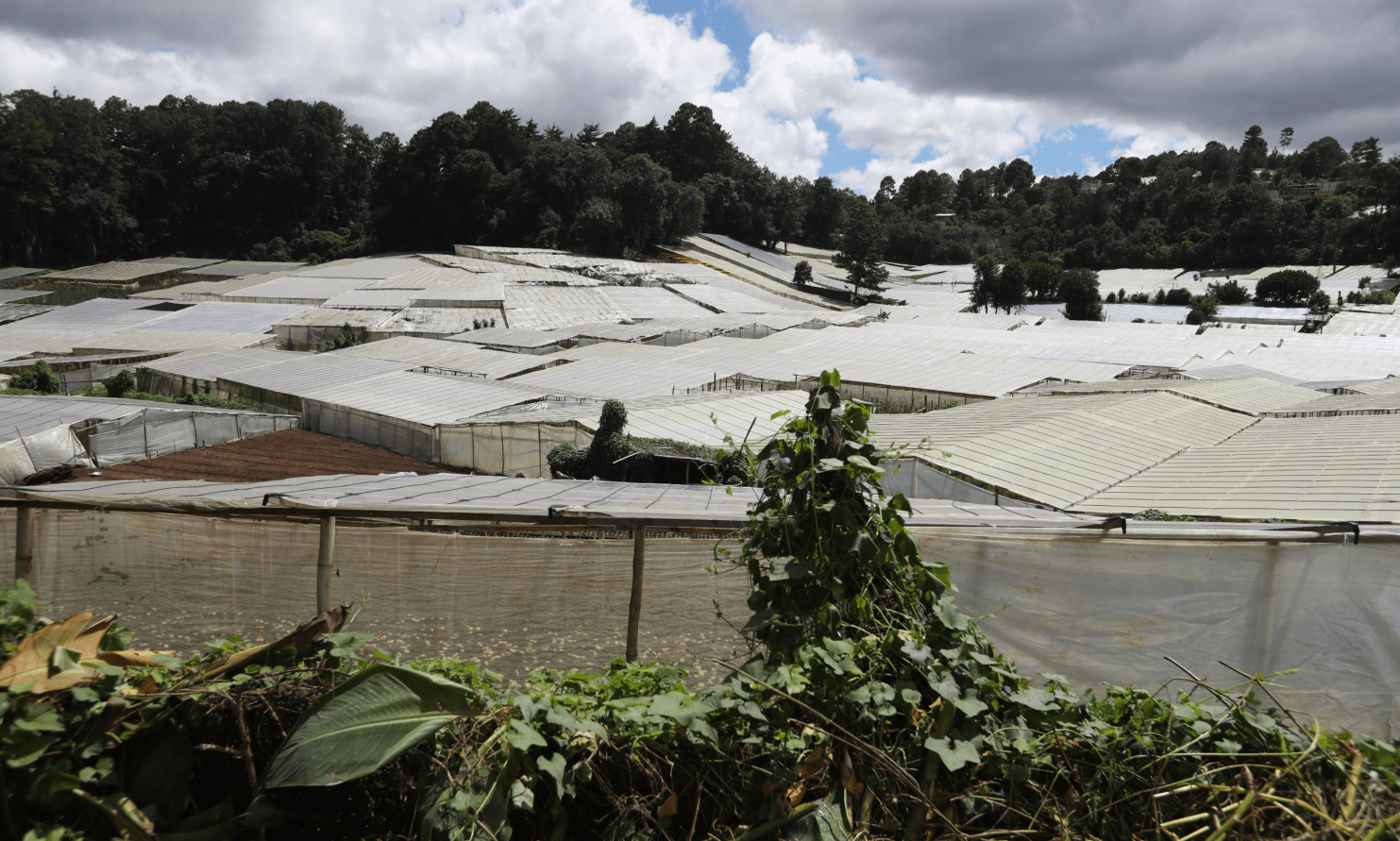 Decenas de invernaderos en el camino a Loma Alta, San Juan Sacatepéquez.