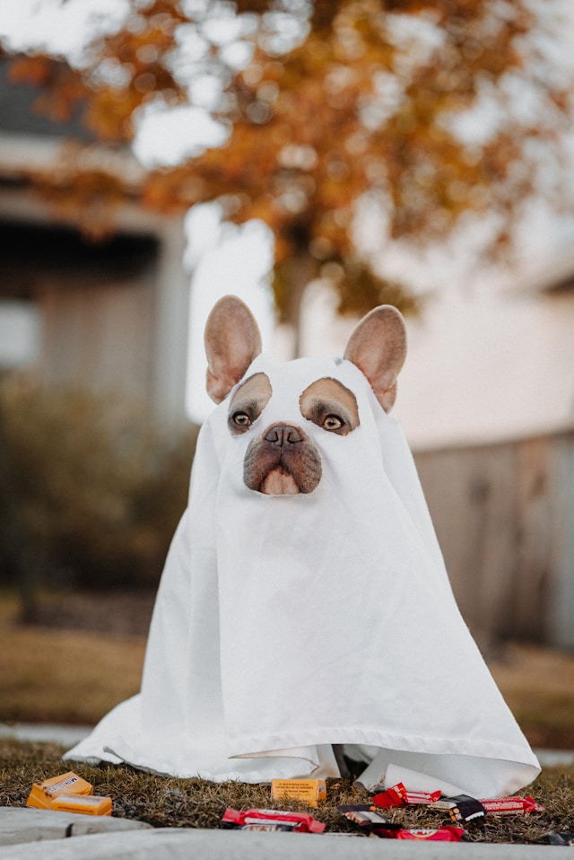 disfraz para mascota hecho con tela blanca