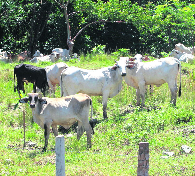Calles y avenidas de El Estor, Izabal, lugar en donde las autoridades del Tribunal Supremo Electoral (TSE) repetirán los comicios electorales debido a los  conflictos entre simpatizantes de los partidos políticos. en la imagen ganado (vacas)Foto Erlie Castillo