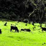Enrique Cedillo y Giovani Guevara , de la Asociación Pecuaria Integral de Desarrollo Ixil (APIDI) fueron beneficiados por el programa de capacitación a jóvenes en el tema ganadero, proyectos que fueron promovidos por FAO para ayudar a jóvenes agricultores de Nebaj, Quiche. Los jóvenes procesan mejor el alimento para el ganado.
Fotografía Esbin Garcia 30- 09-2020