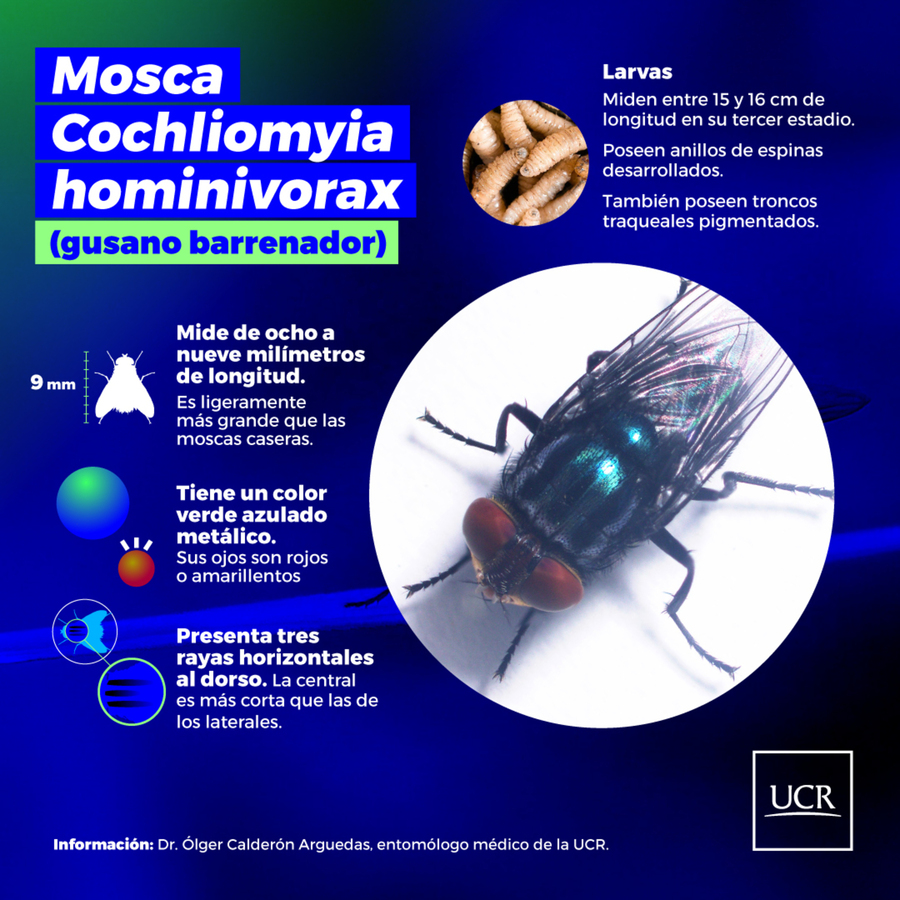 Detalles de la mosca Cochliomyia hoxinivorax y la larva (gusano barrenador). (Infografía, cortesía: UCR)