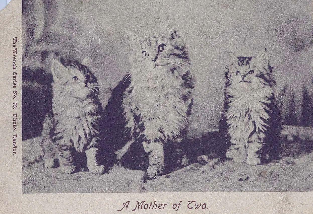 “Es una ley fundamental de la comunicación”: por qué cuando surge una nueva tecnología, la gente la llena con imágenes de gatos (Foto BBC: Edwardian Postcard Project)