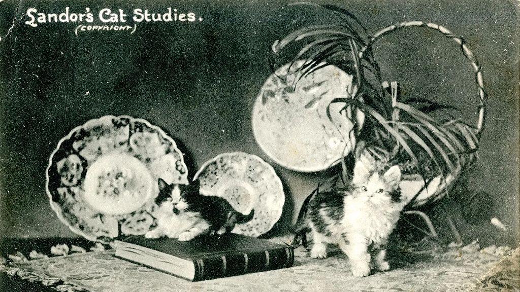 “Es una ley fundamental de la comunicación”: por qué cuando surge una nueva tecnología, la gente la llena con imágenes de gatos (Foto BBC: Edwardian Postcard Project)