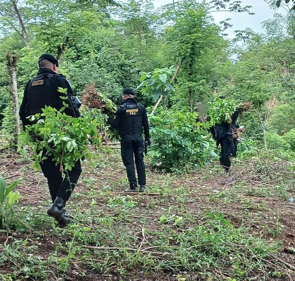 La PNC informó de la localización y erradicación de plantaciones de coca en Alta Verapaz. (Foto Prensa Libre: Policía Nacional Civil) 