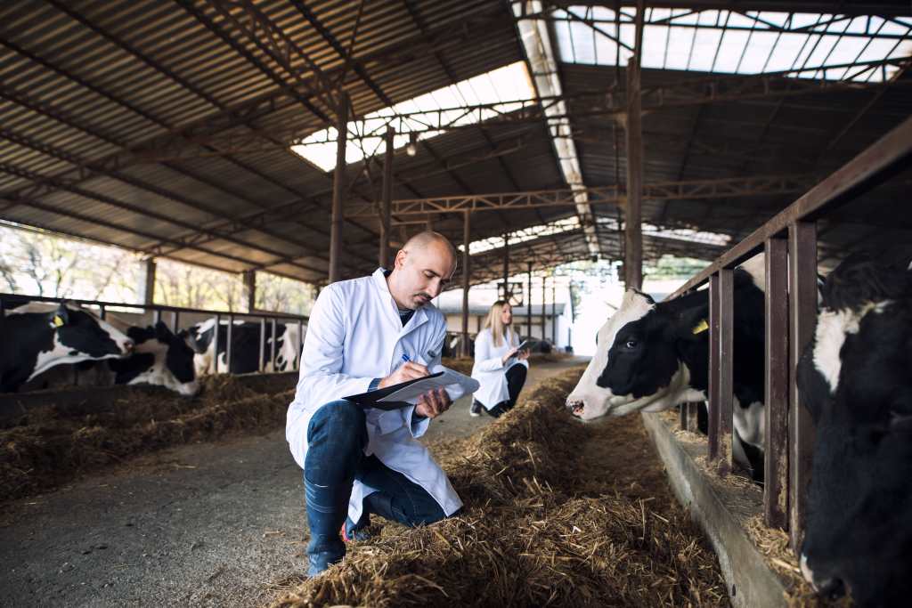 La infección por gusano barrenador puede curarse en 1 a 2 semanas si se trata de inmediato. (Foto, Prensa Libre: Freepik)