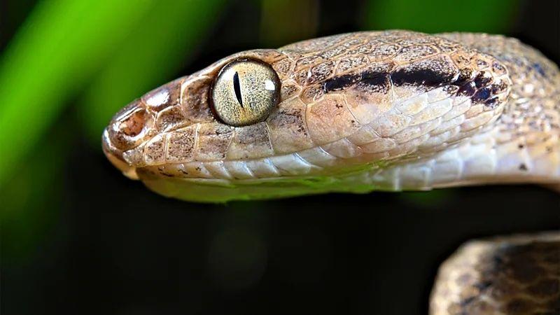 Las serpientes arbóreas marrones comen fácilmente animales que ya están muertos, un hábito inusual para las serpientes, que en su mayoría solo comen presas que ellas mismas han matado. Alamy