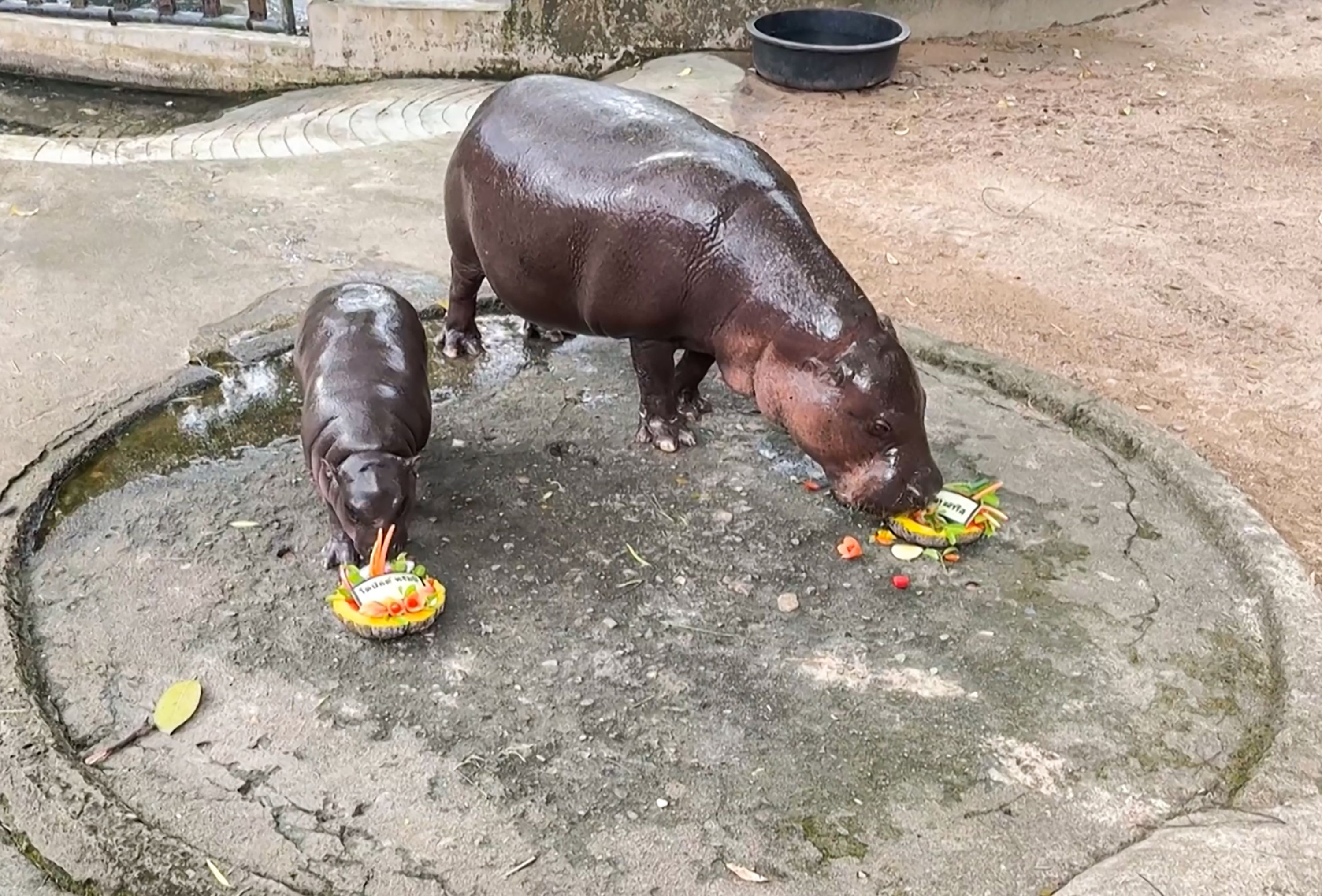 El hipopótamo pigmeo Moo Deng pronostica victoria de Donald Trump