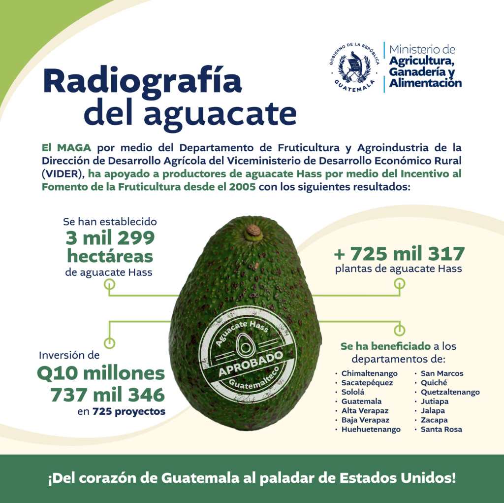 Aguacate hass de Guatemala