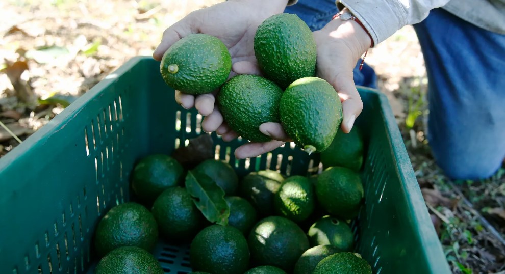 Estados Unidos abrirá sus fronteras para importar aguacate Hass desde Guatemala. (Foto: Hemeroteca PL)