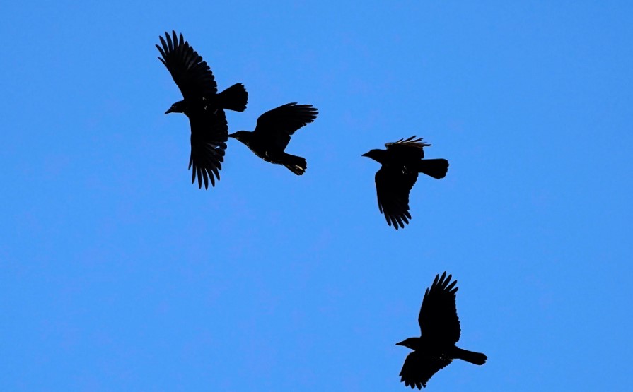 Cuervos en vuelo